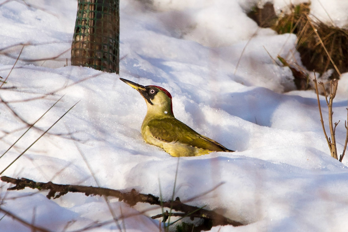 Green Woodpecker