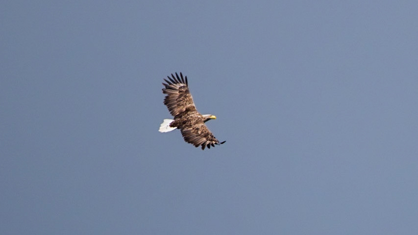 White Tailed Sea Eagle