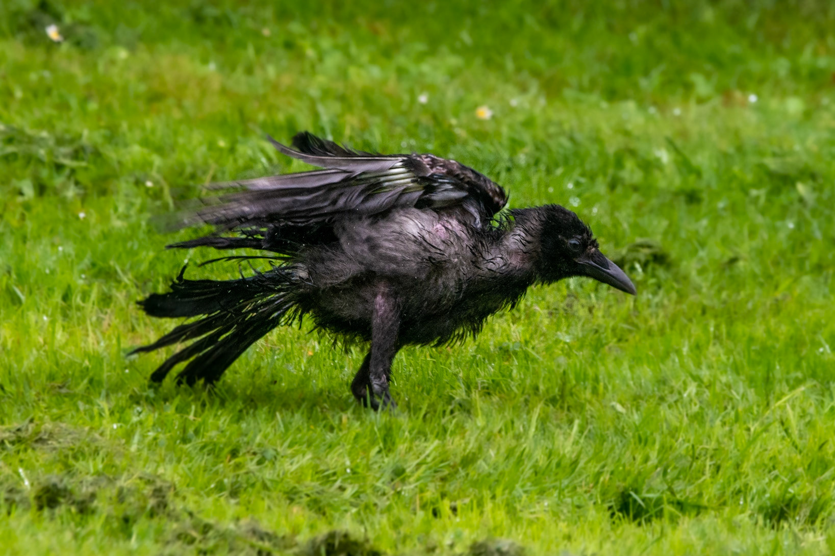 Soggy Crow