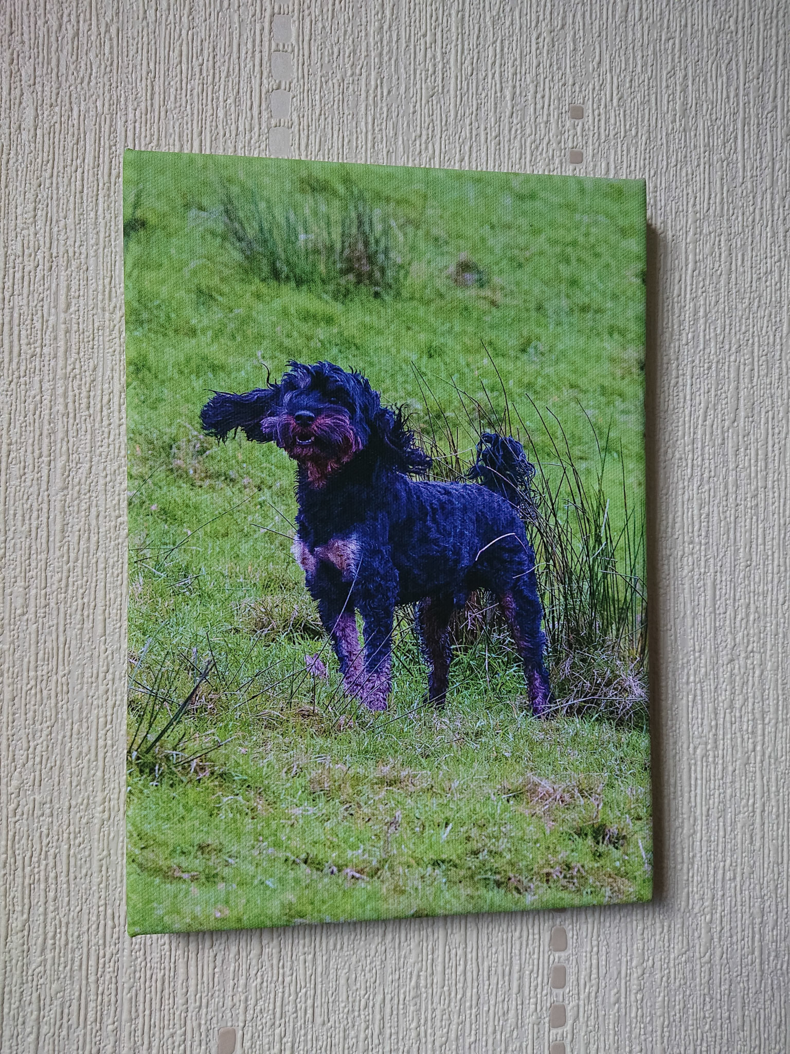 Canvas - CAN023 - Dexter memorial