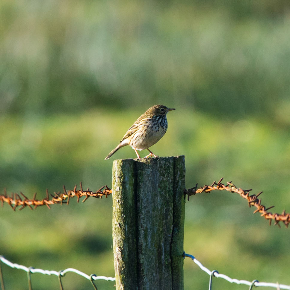 Meadow Pipit