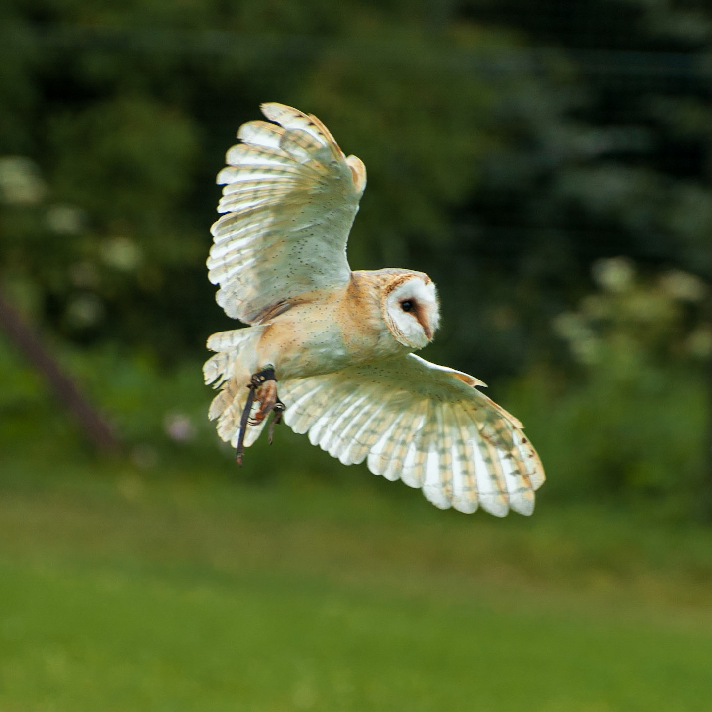 Welsh Mountain Zoo - Barn Owl