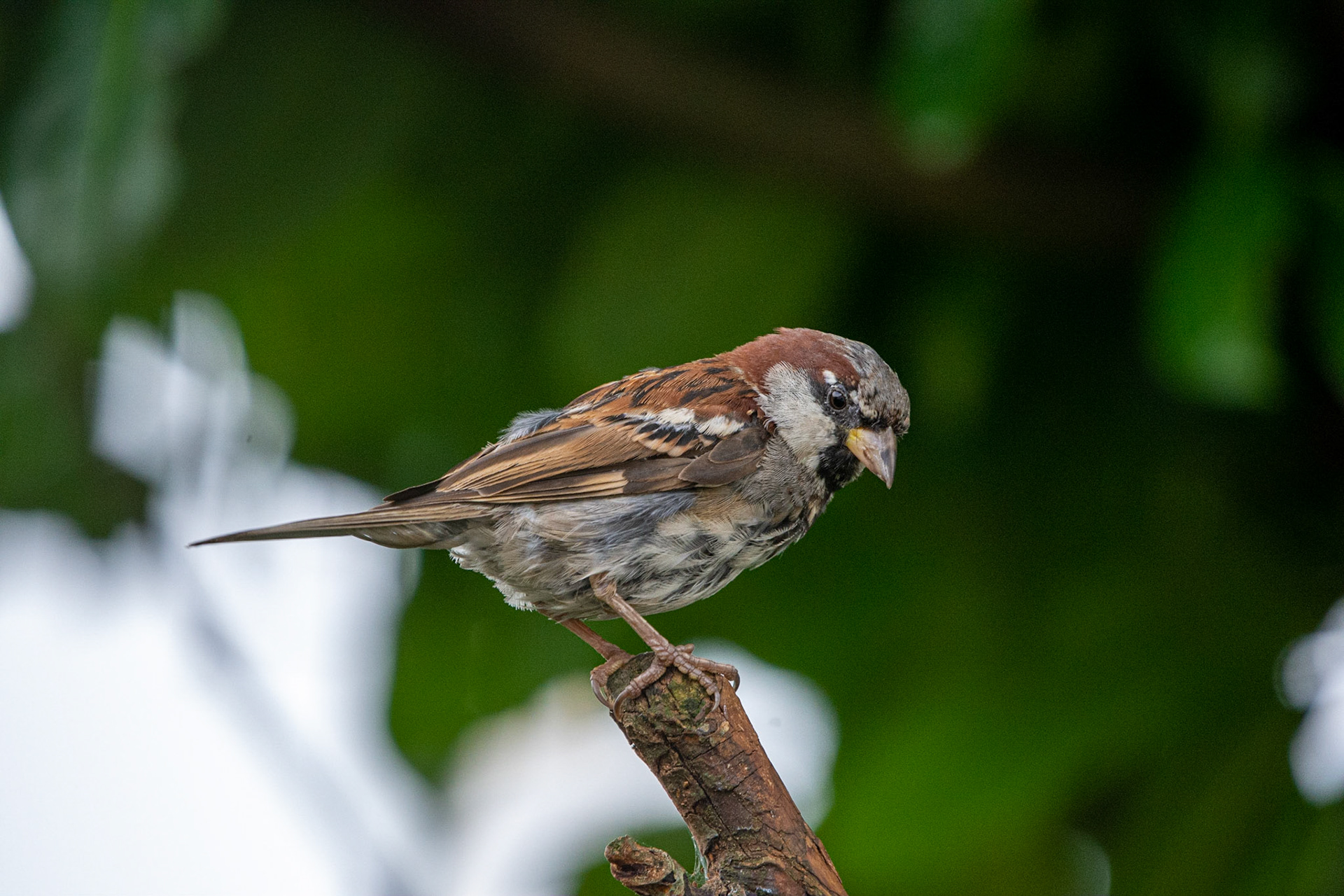 Sparrow