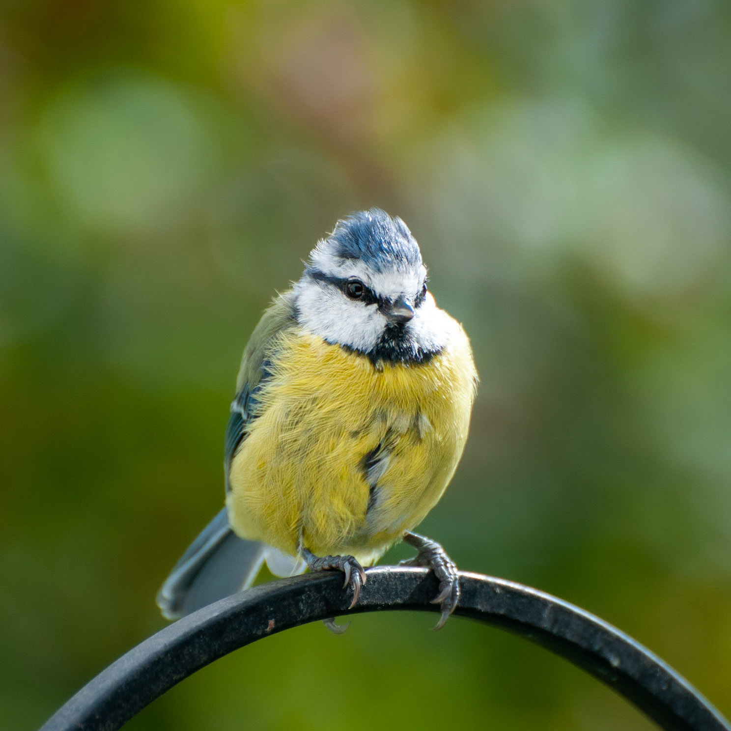 Blue Tit