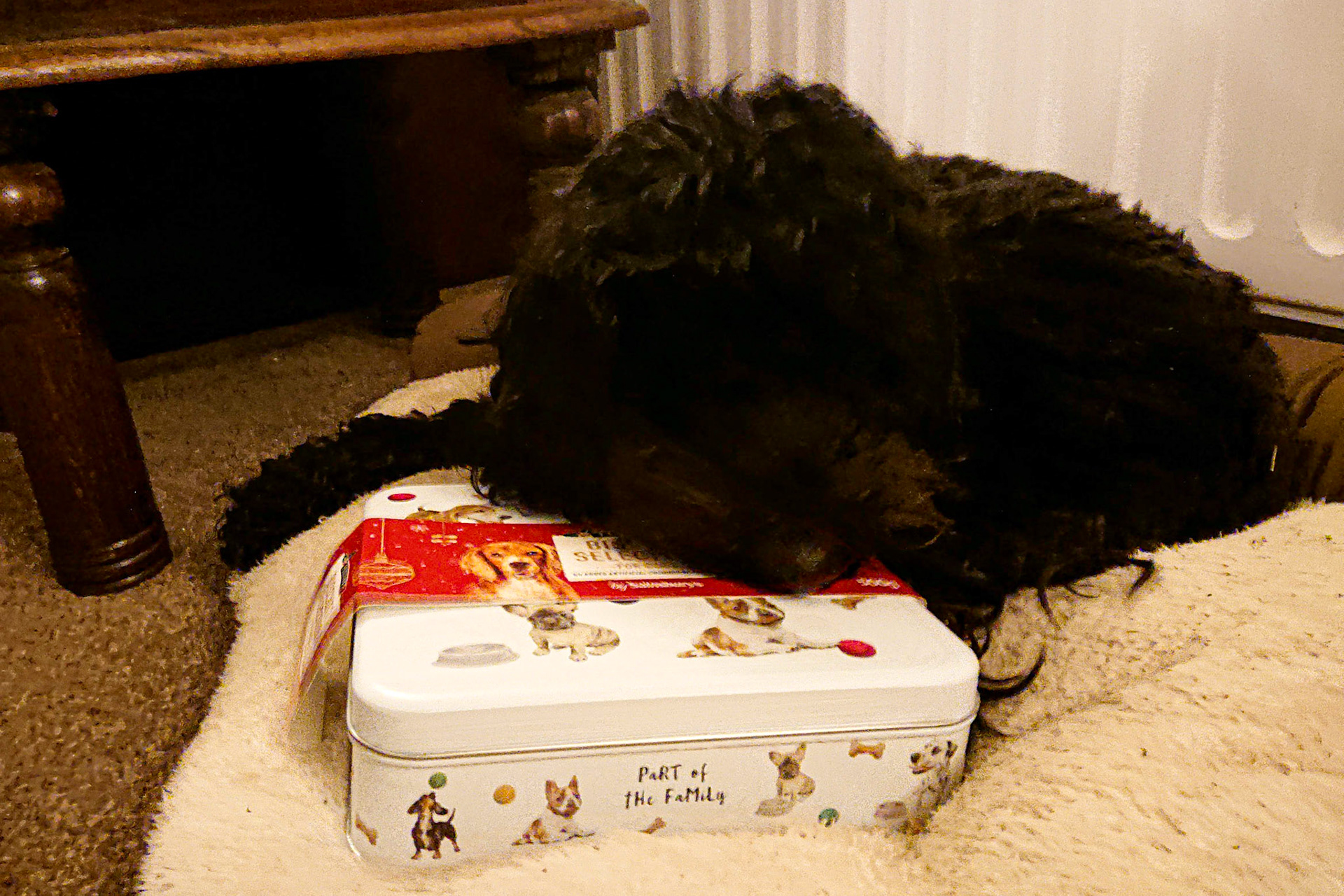 Darcie &amp; her present