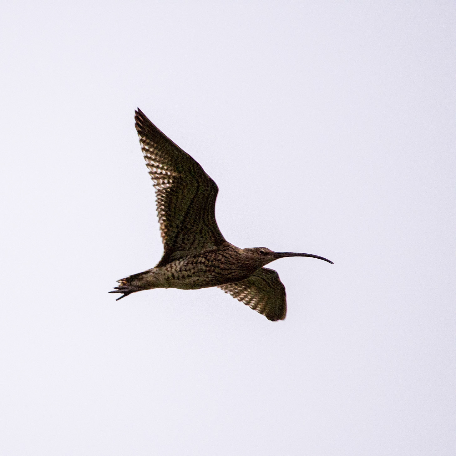 Curlew