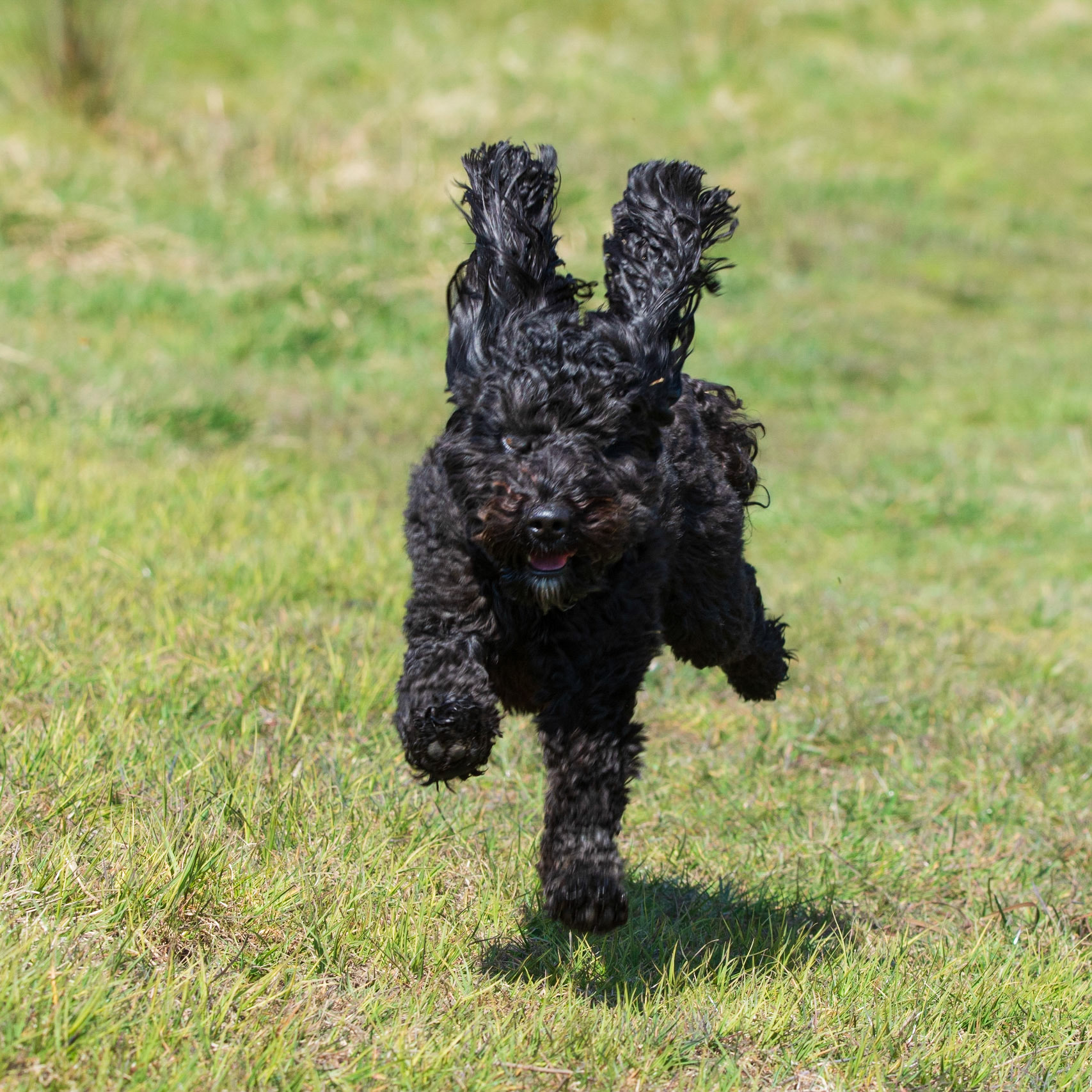 dashing Darcie landing