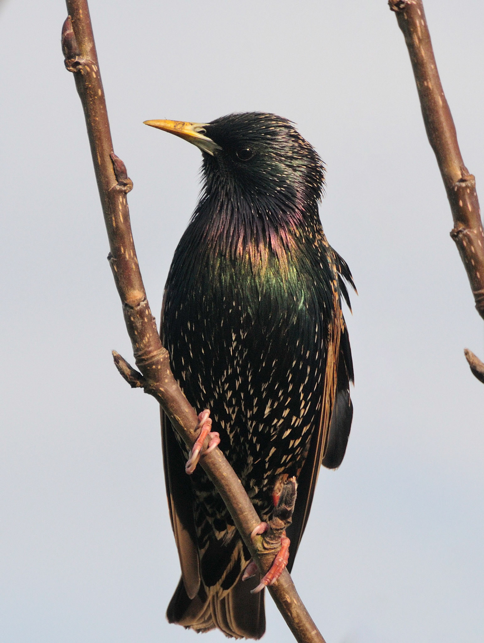 Starling