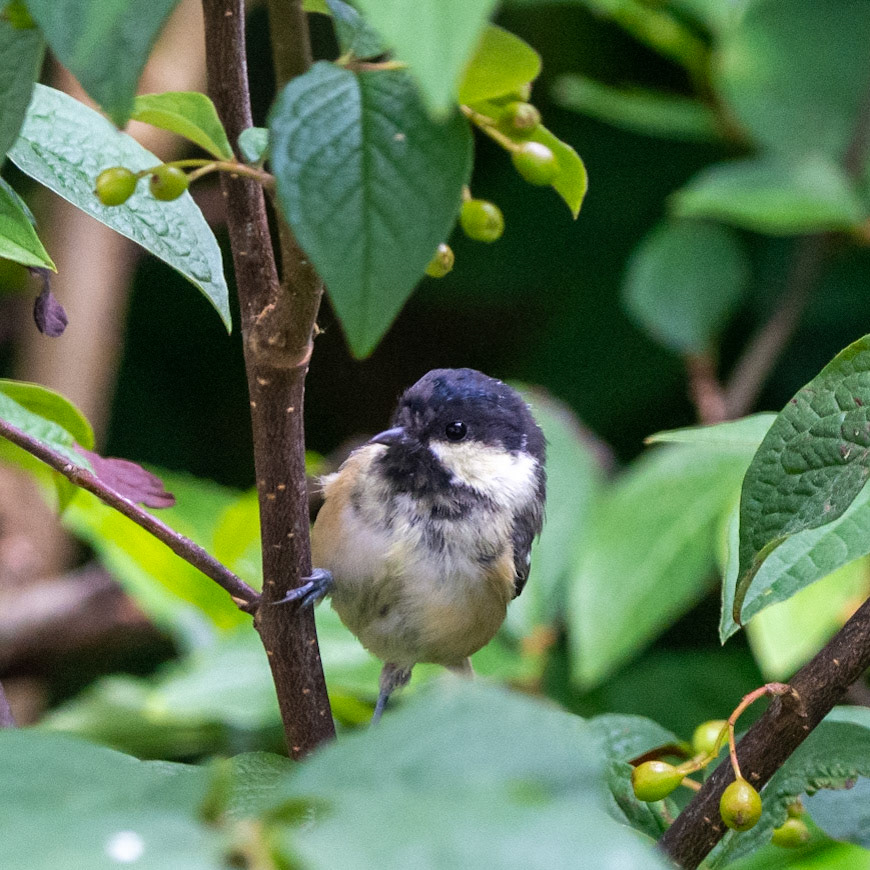 Coal Tit