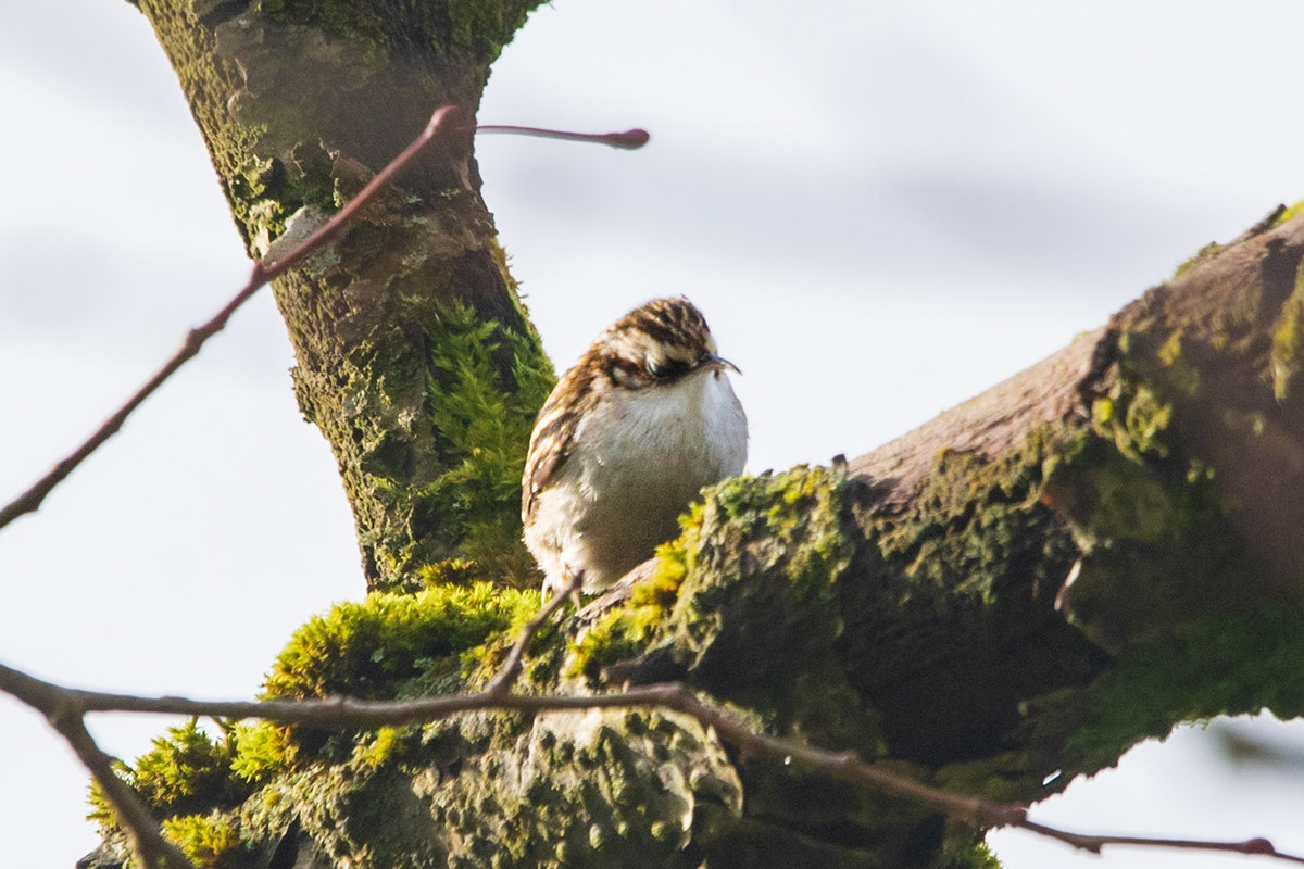 Treecreeper