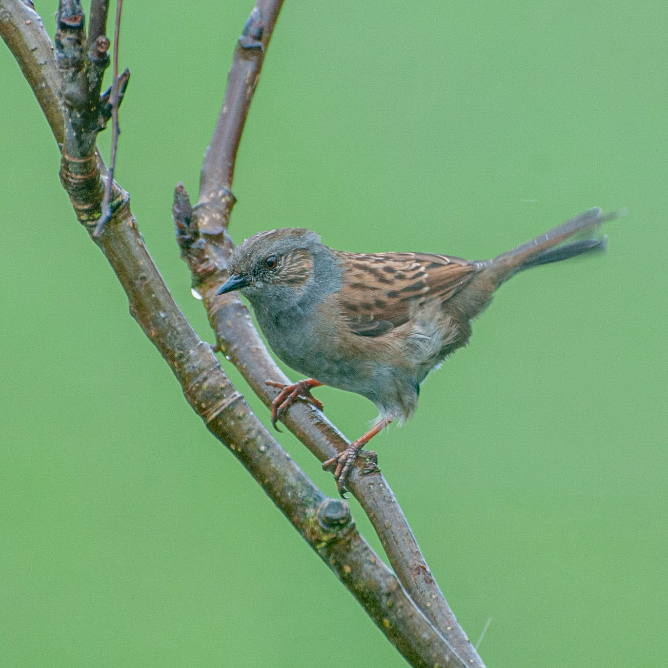 Dunnock