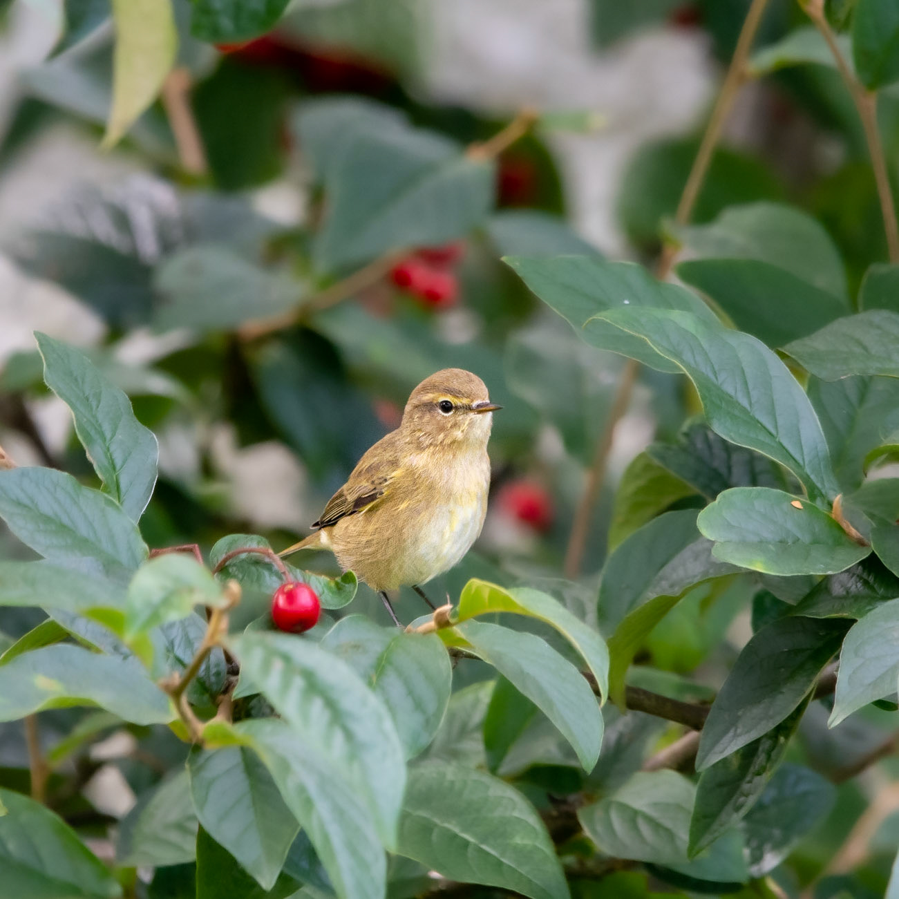 Warbler