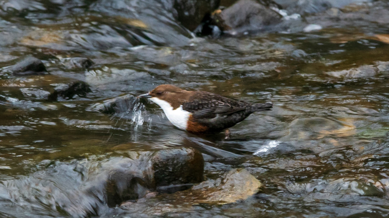 Dipper