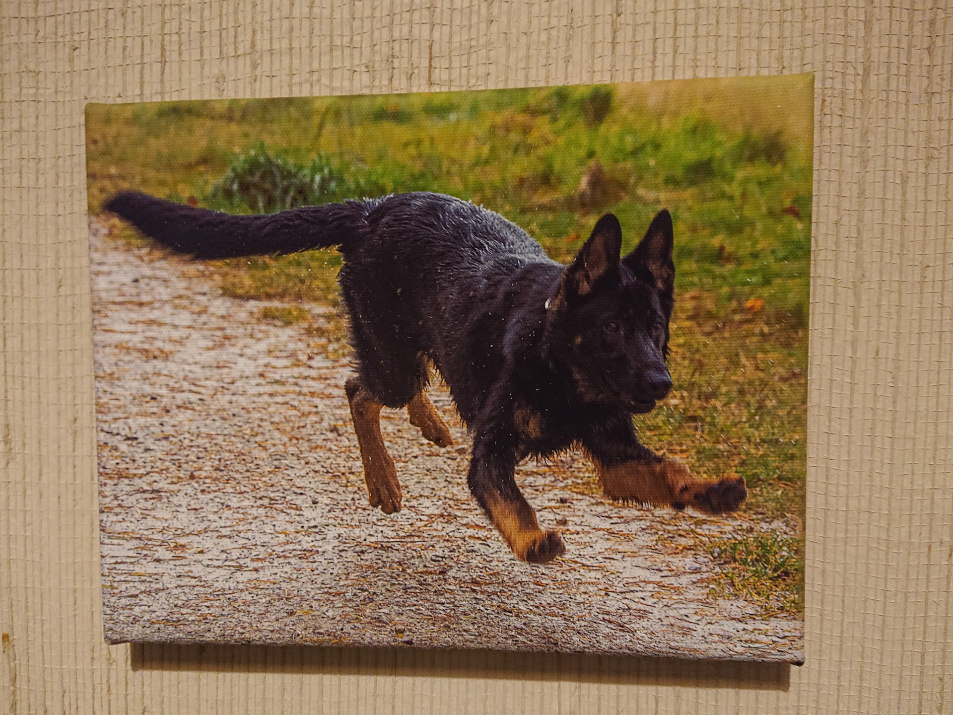 Canvas - CAN009 - Denzel