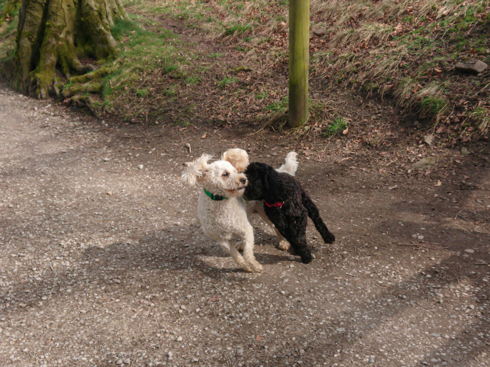 happy to see each other doggies