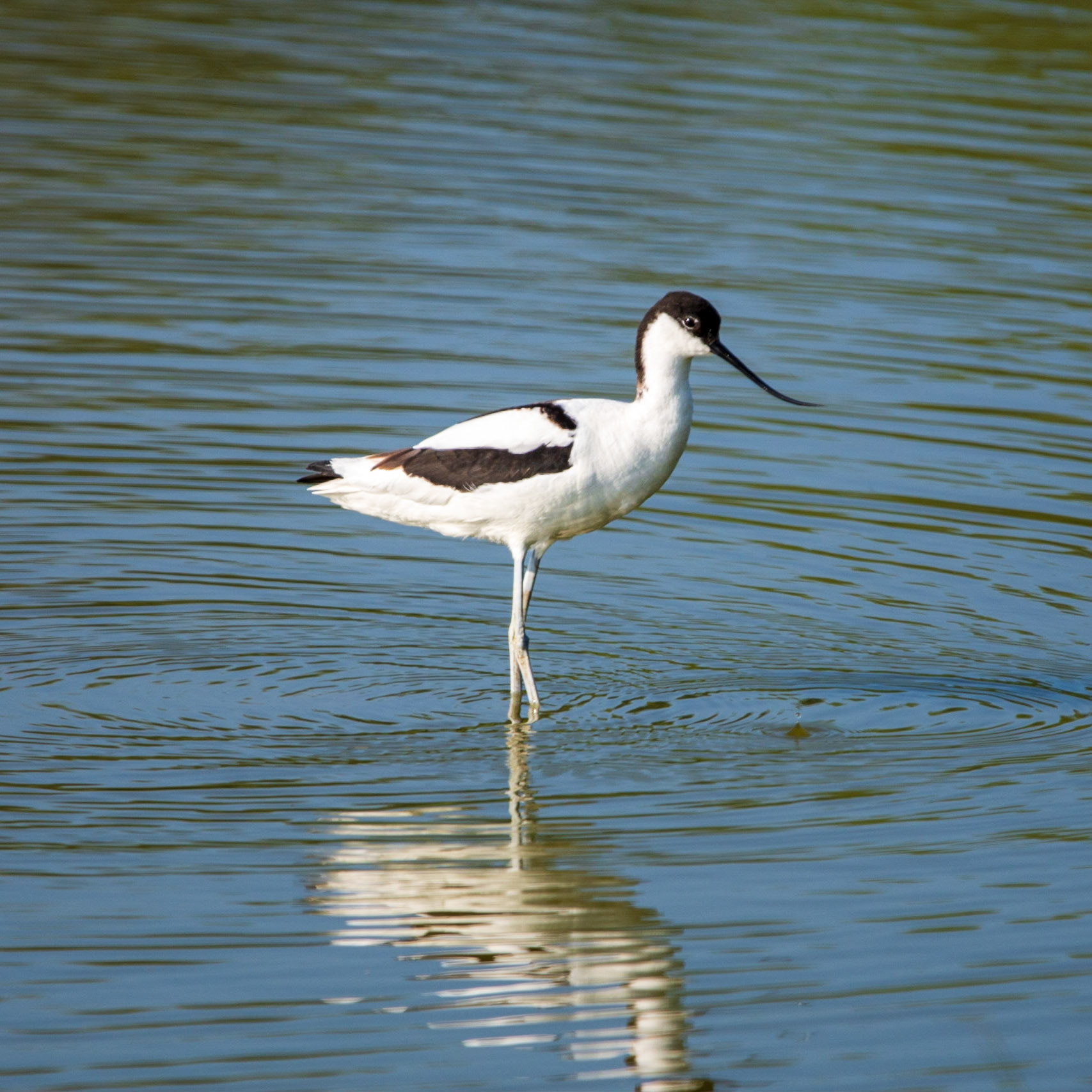 Avocet