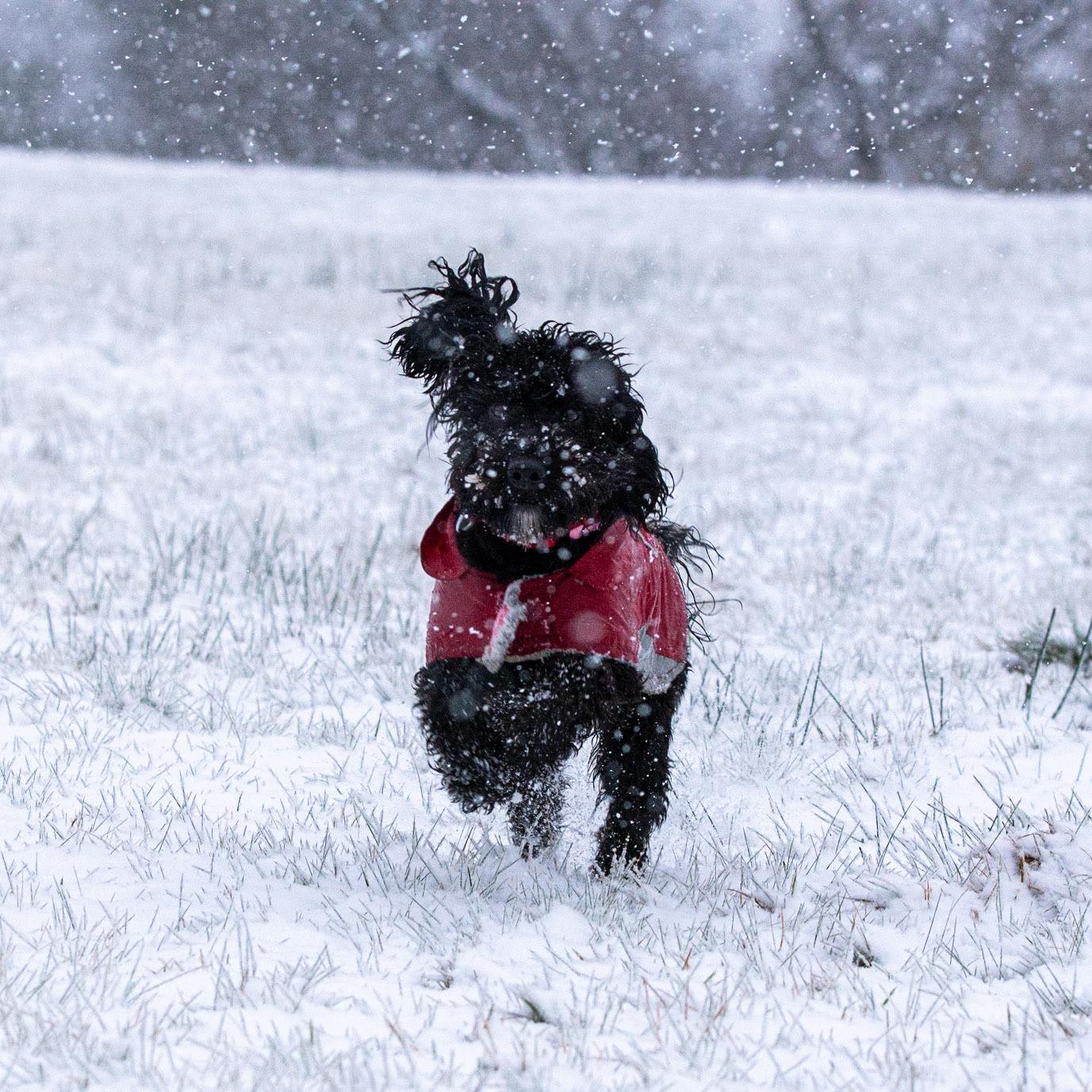 Snowy Darcie Dash