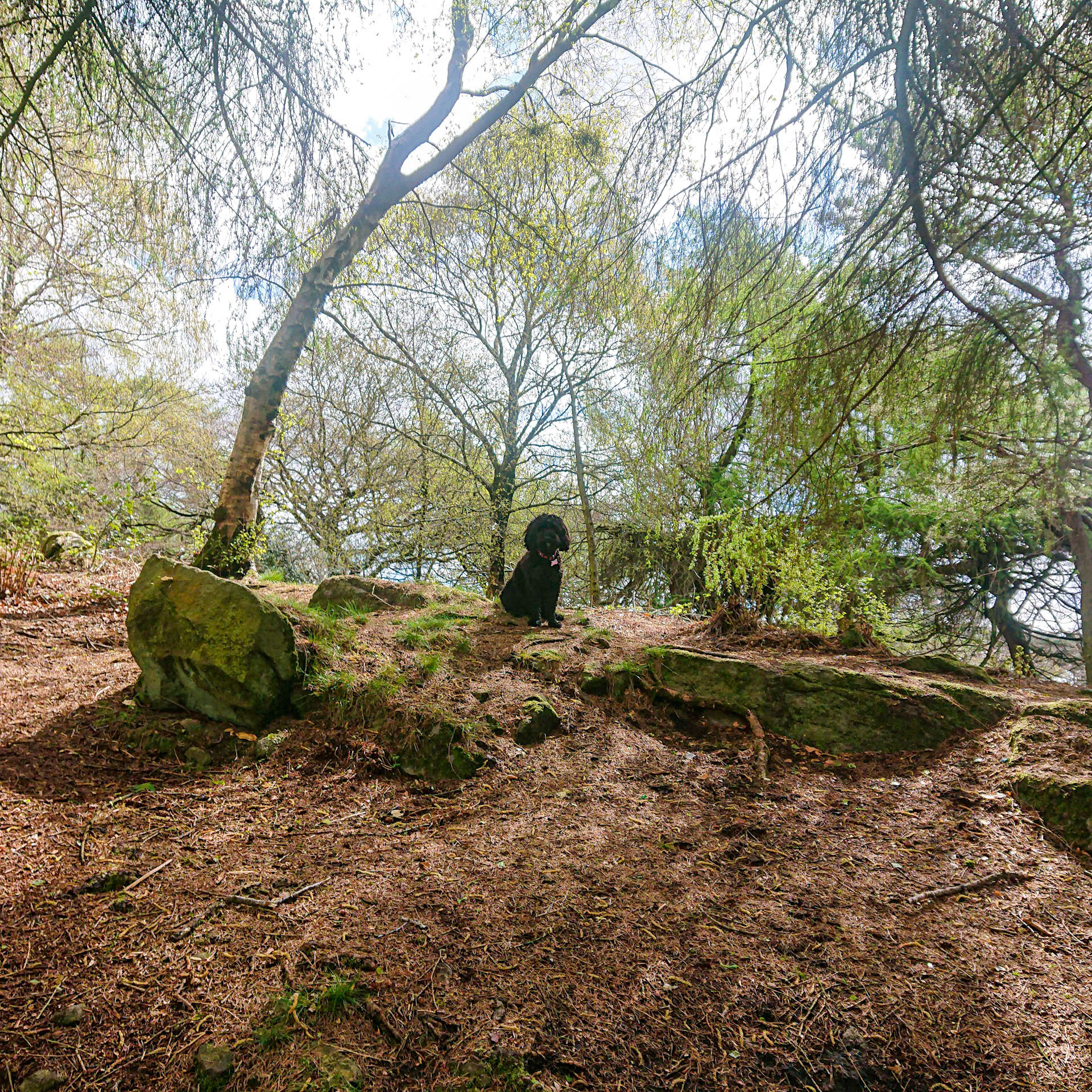 mystical trees Darcie