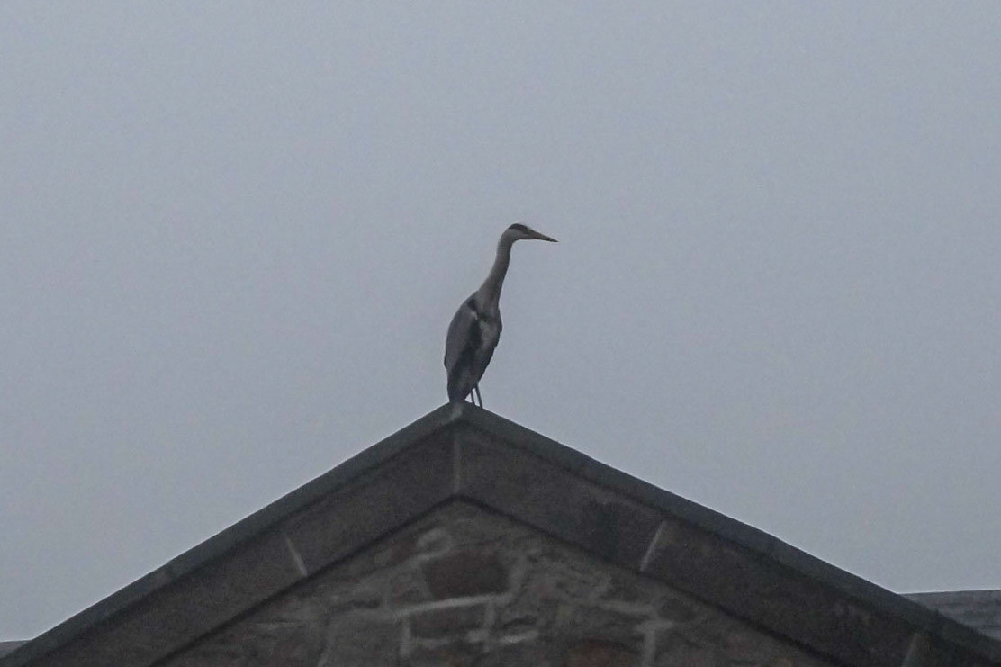 Heron