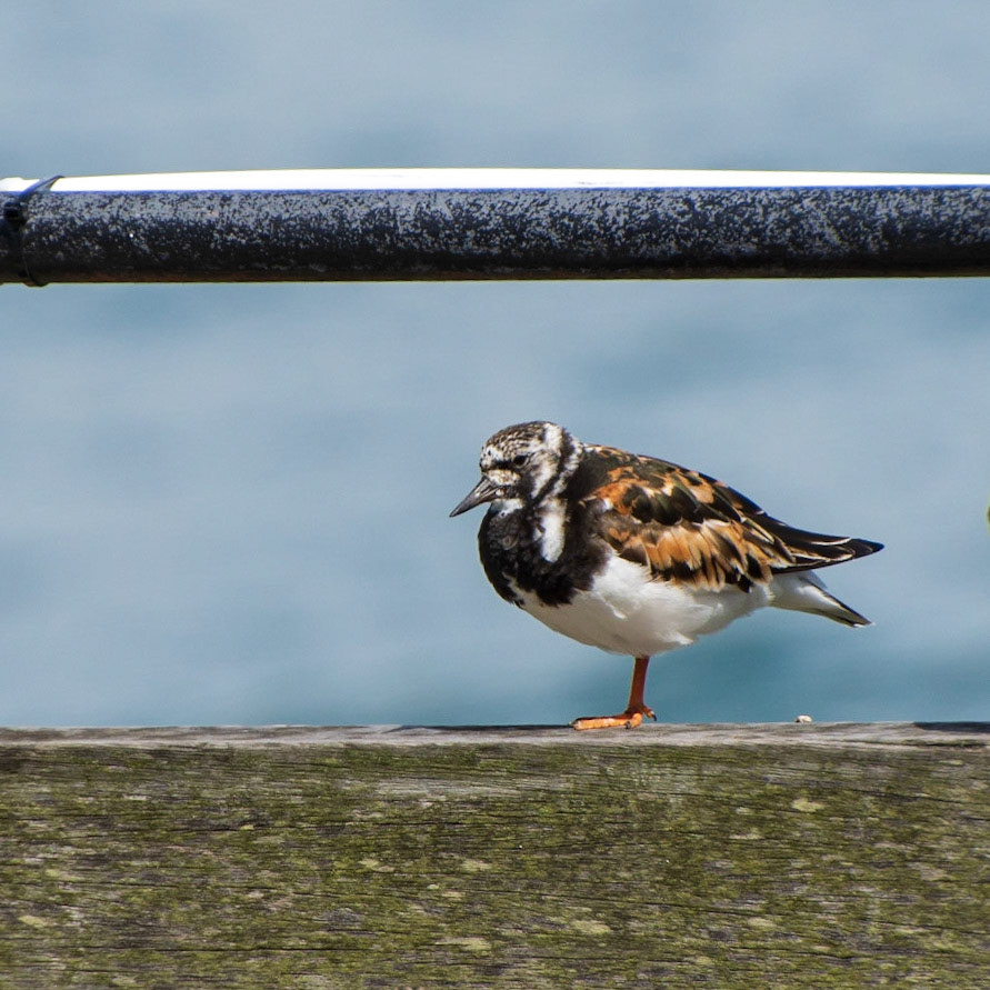 Turnstone