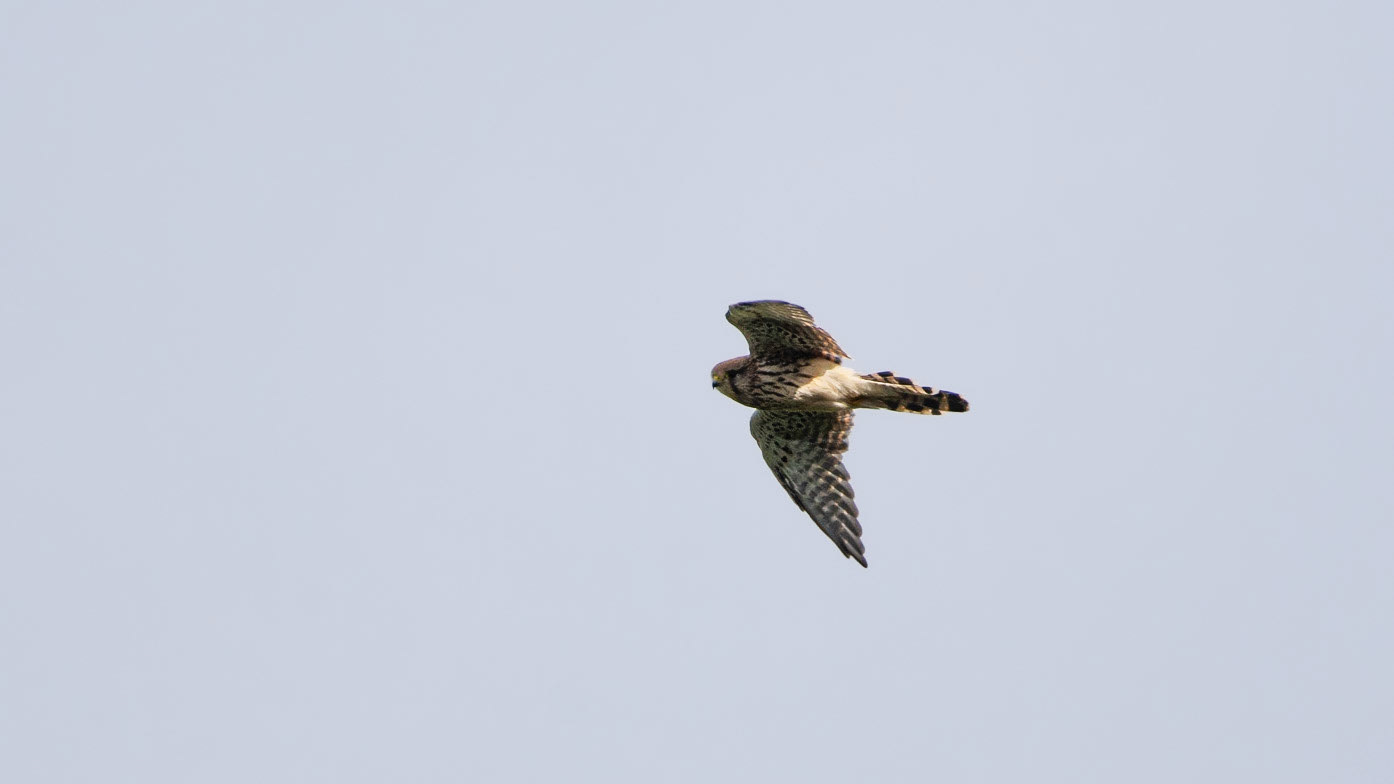 Churn Clough Kestrel
