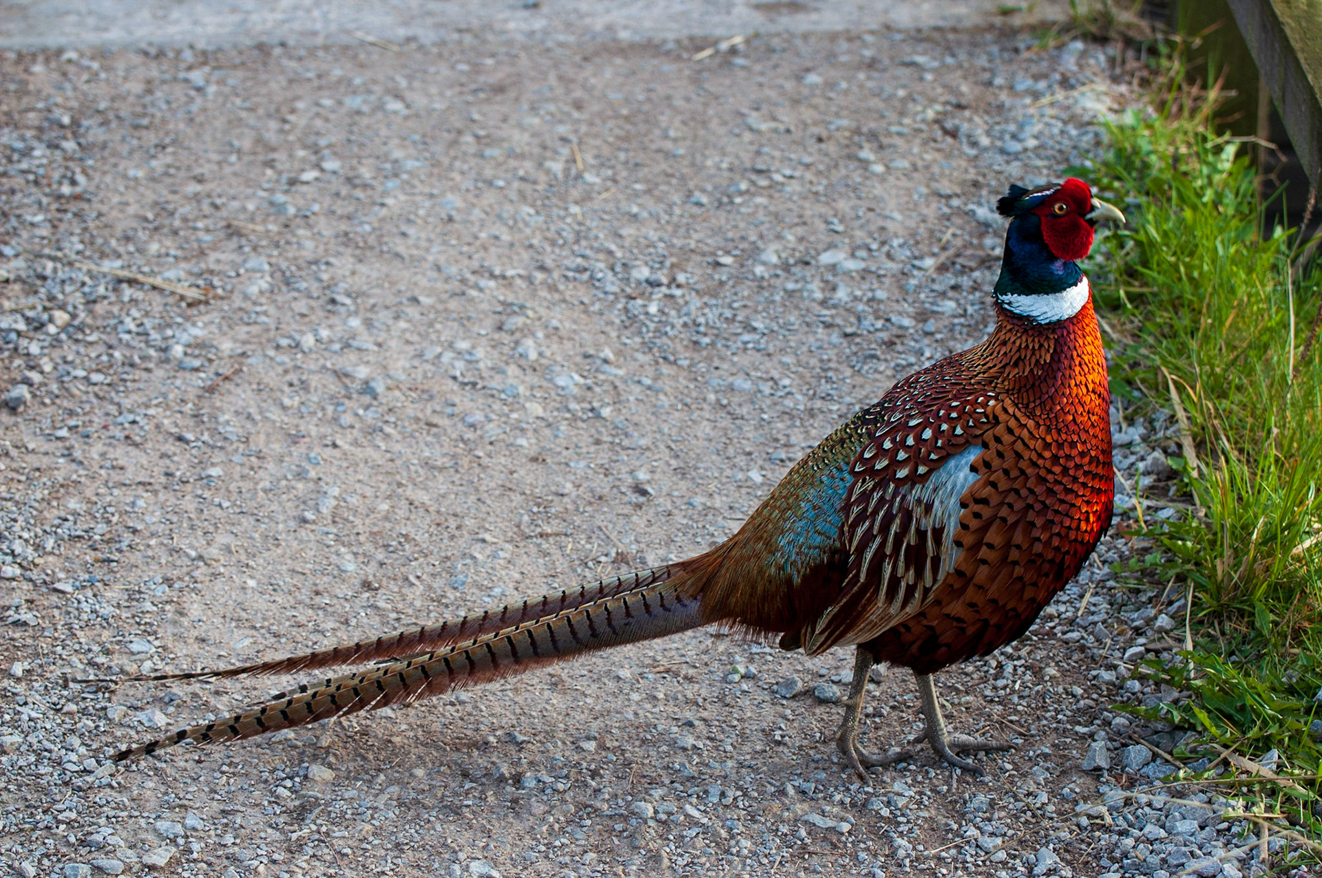 Pheasant