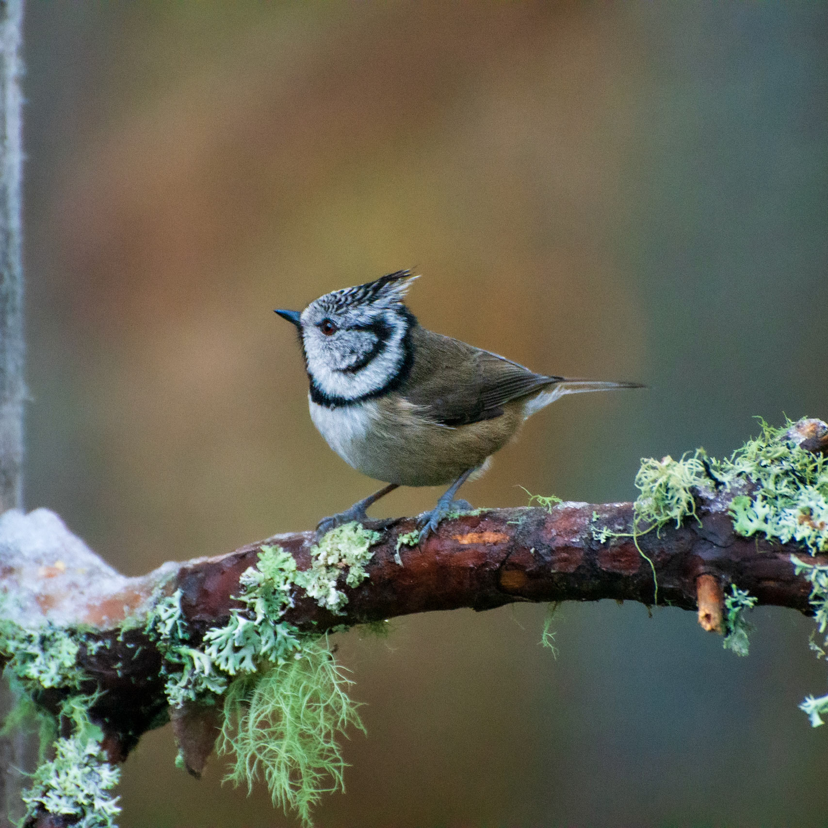 Crested Tit