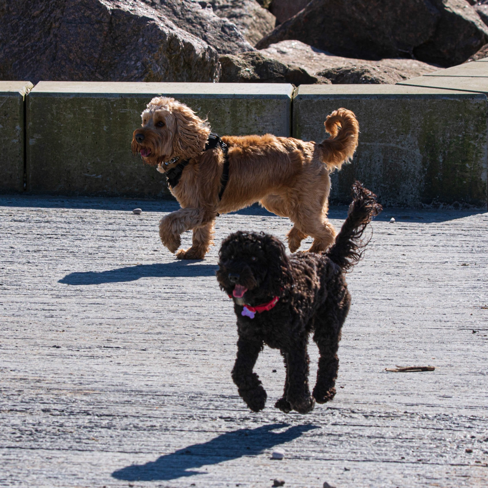 Rossall Point Doggies