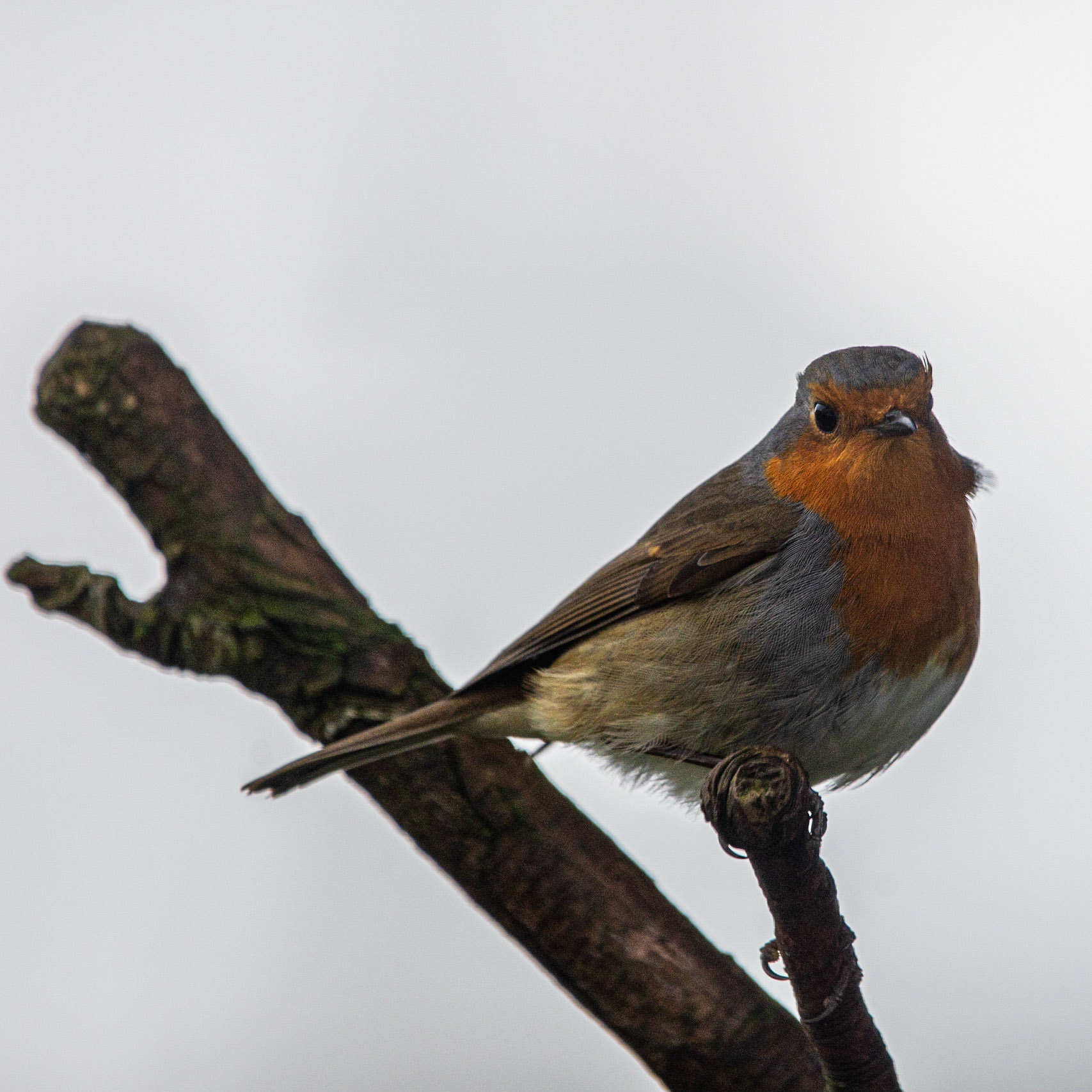 Robin