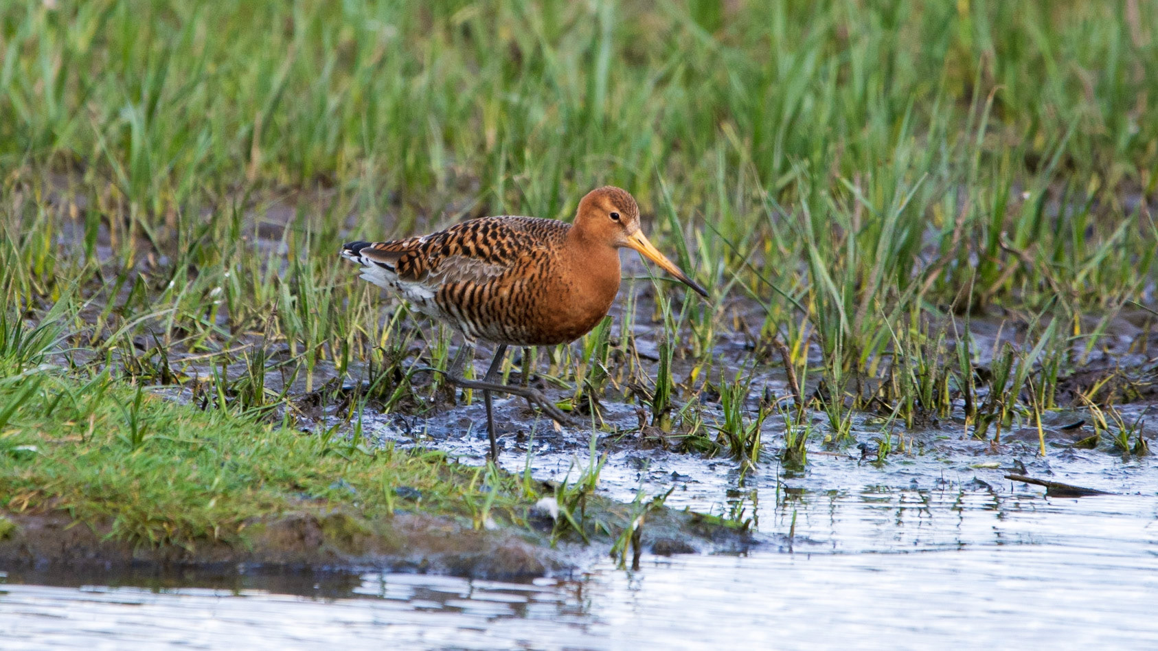 Black-tailed Godwit