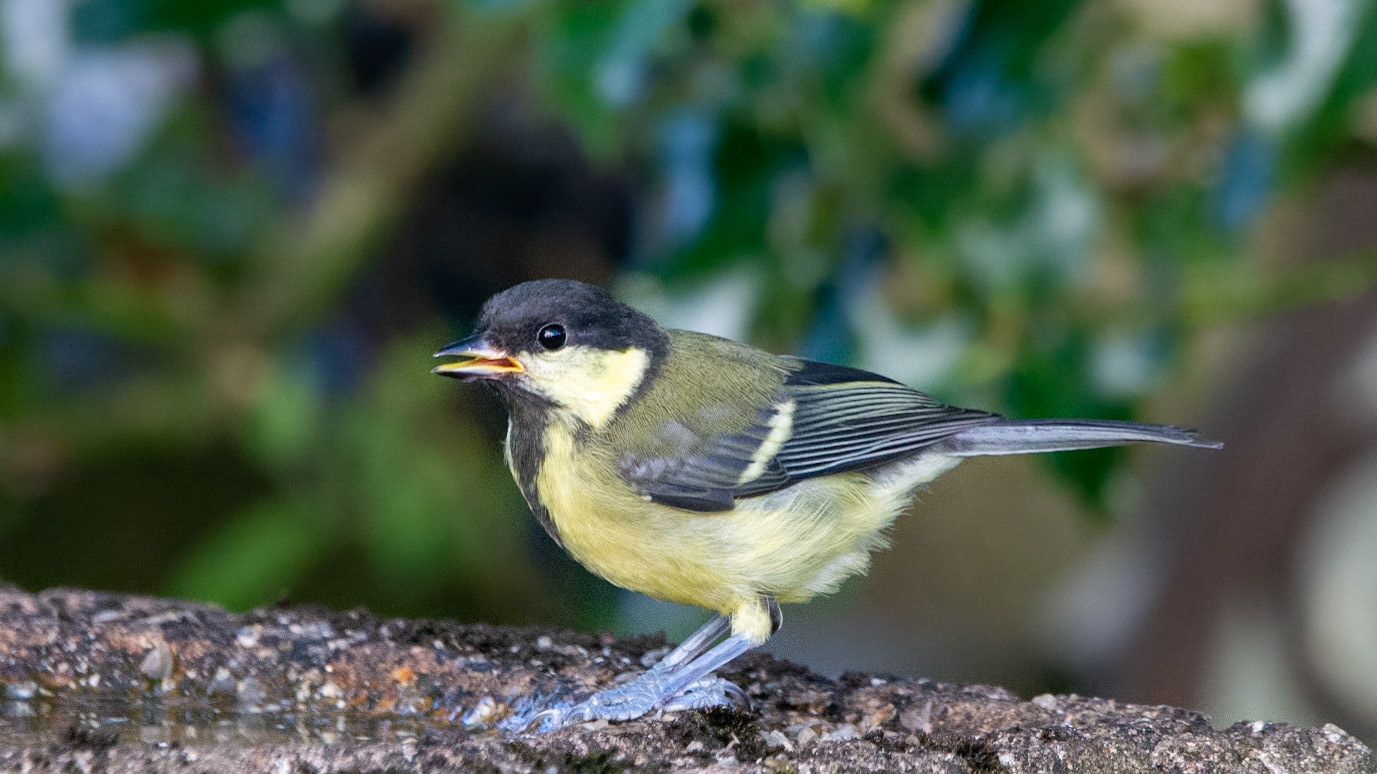 Great Tit