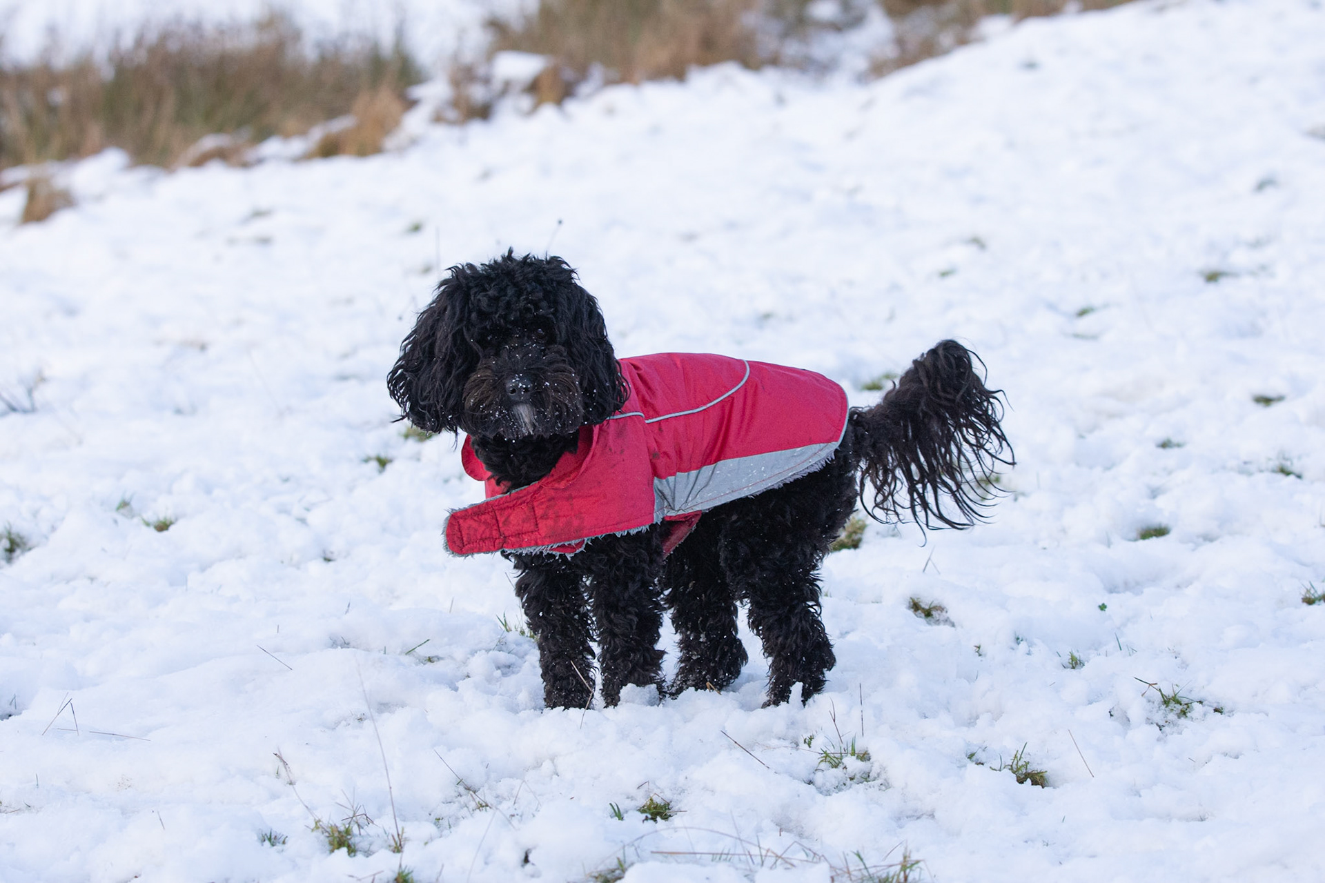 Snowy Darcie