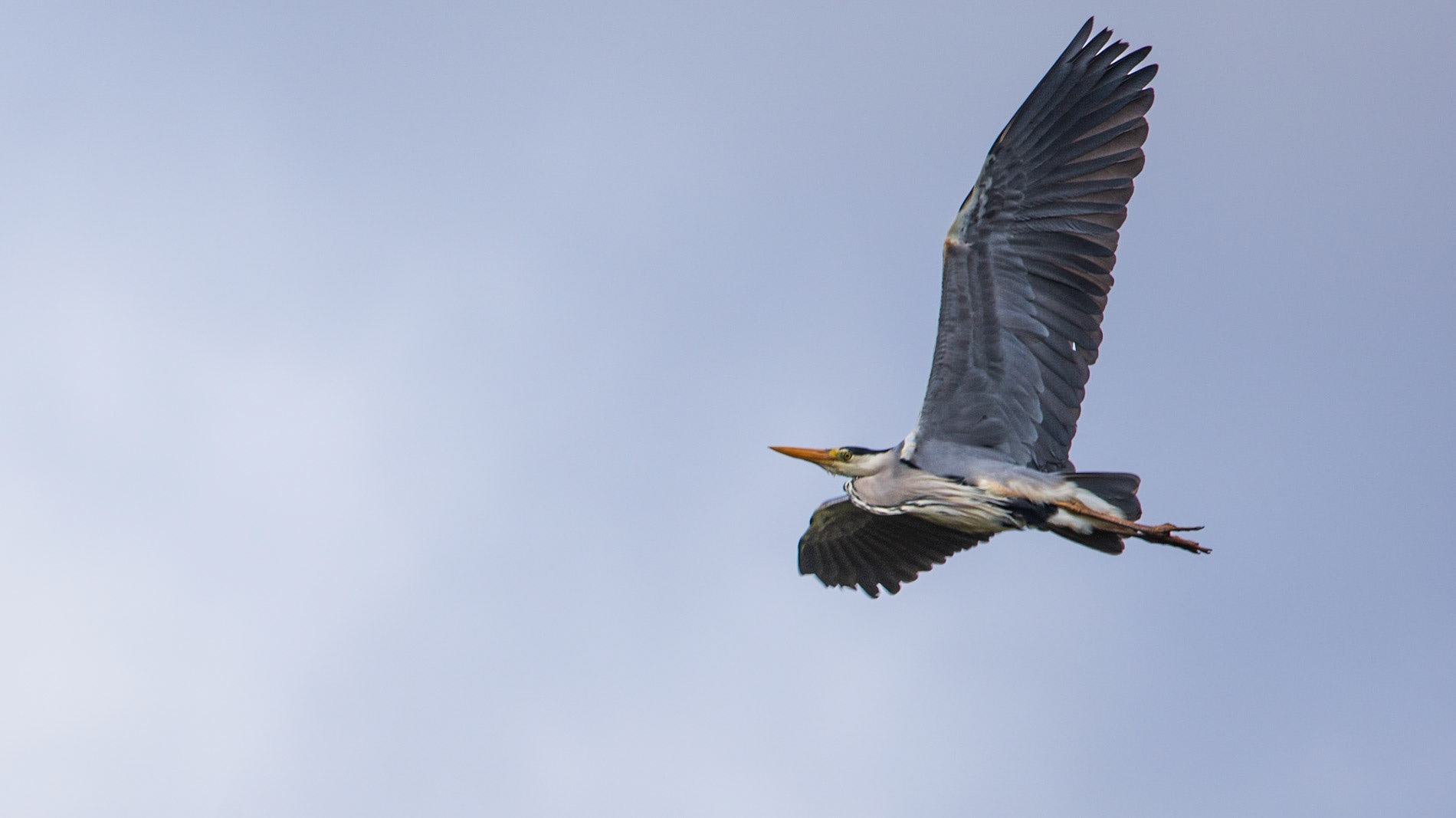 Heron