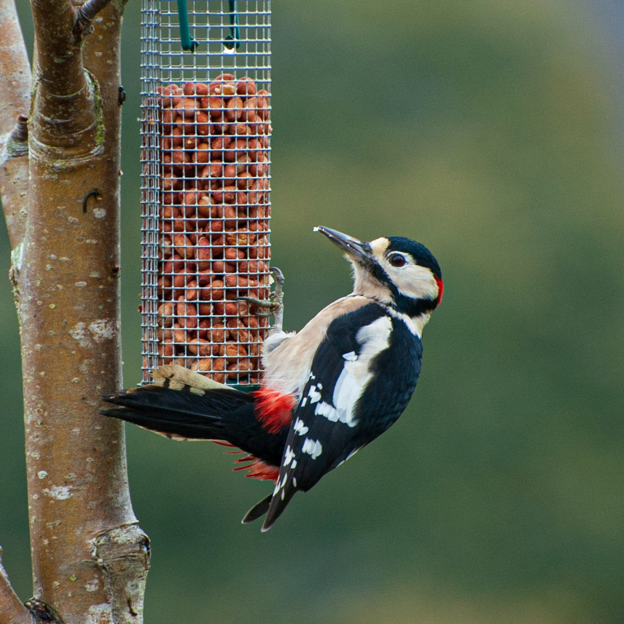 Greater Spotted Woodpecker