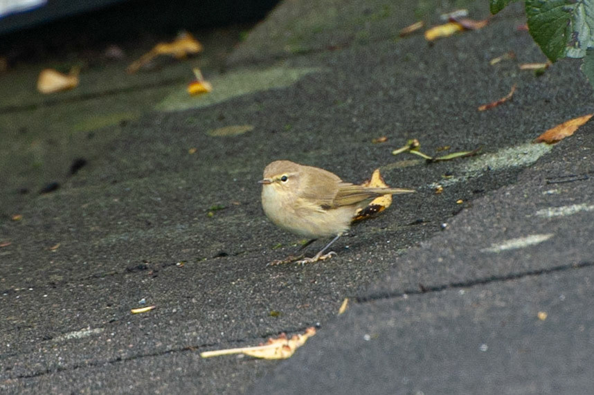 Chiffchaff