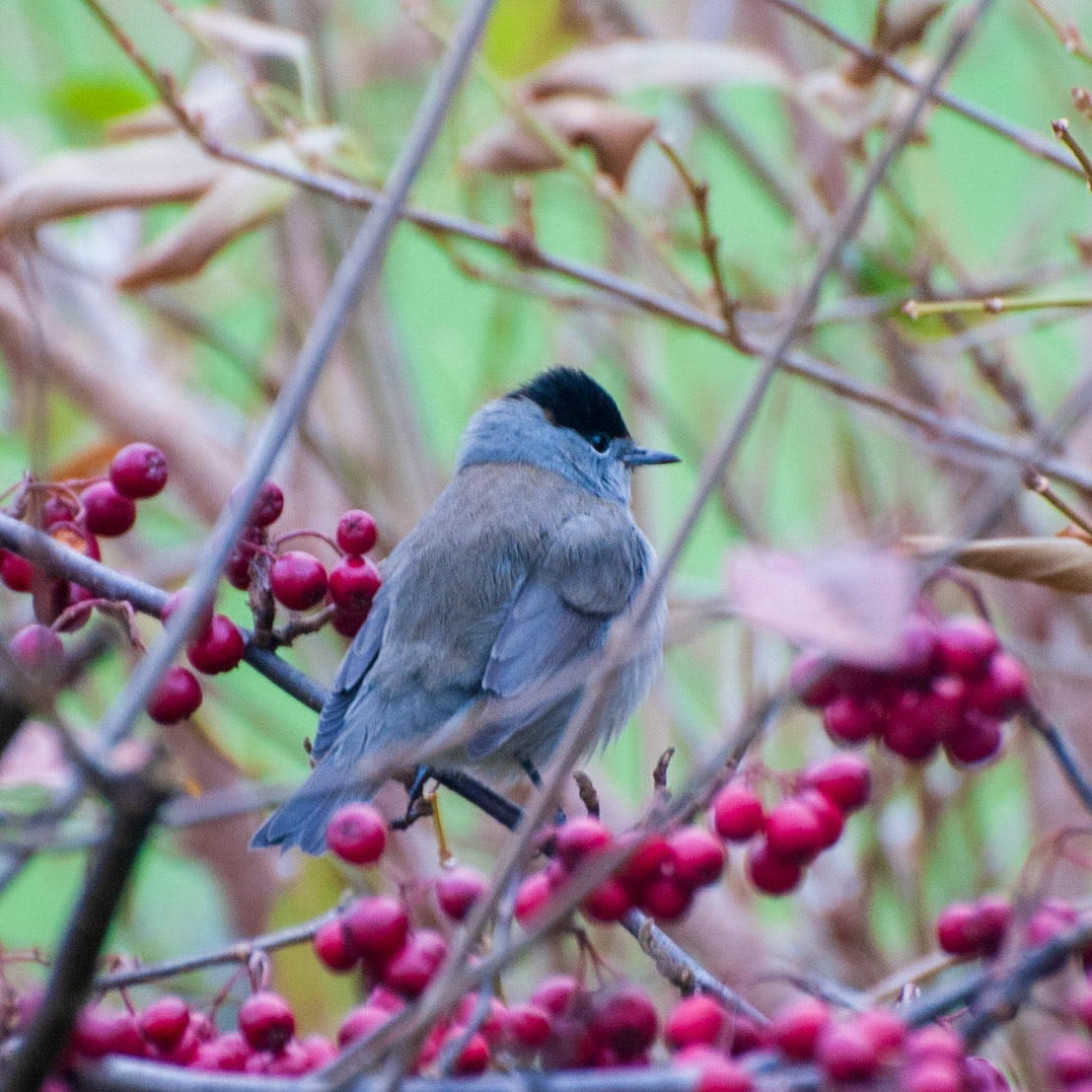 Blackcap