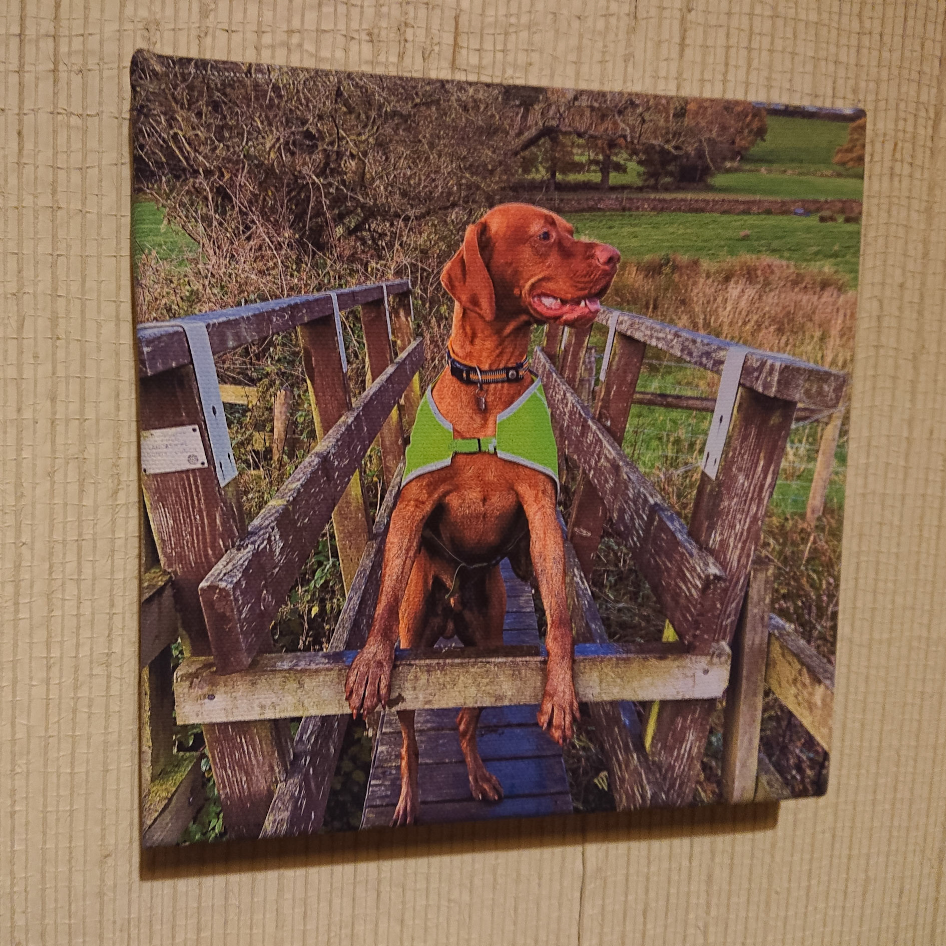 Canvas - CAN000-020 - Indiana