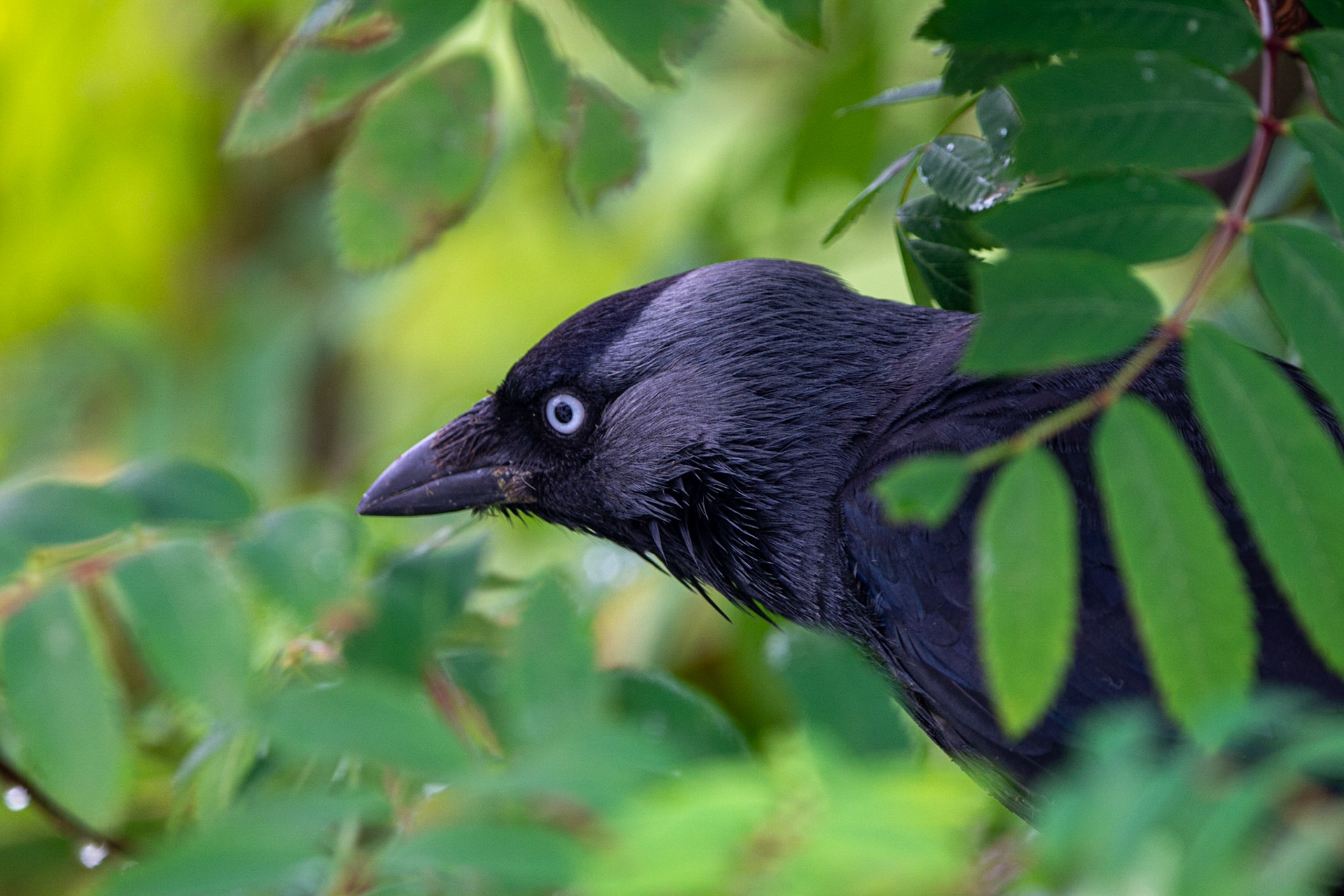 Jackdaw