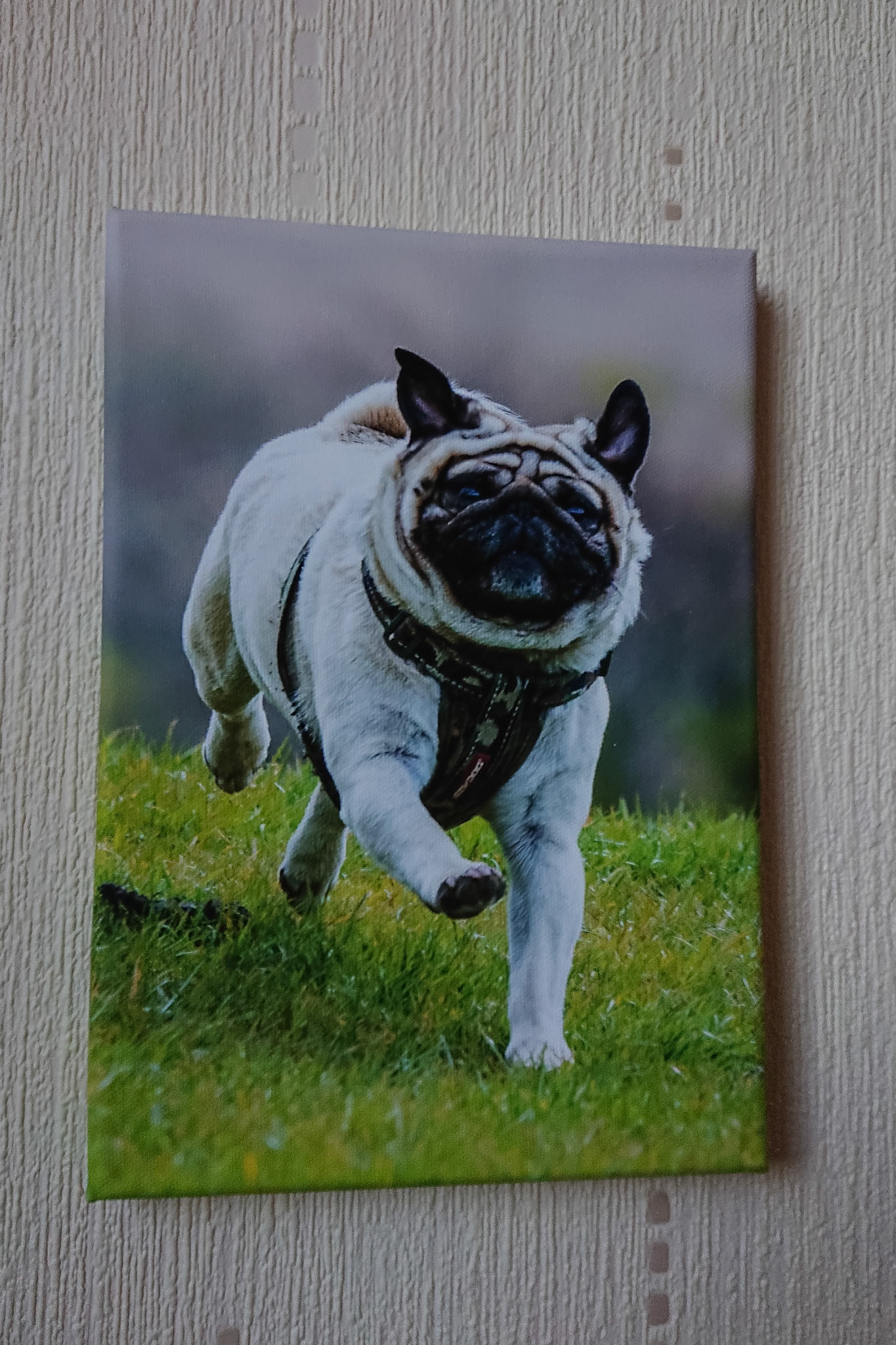 Canvas - CAN030 - Teddy