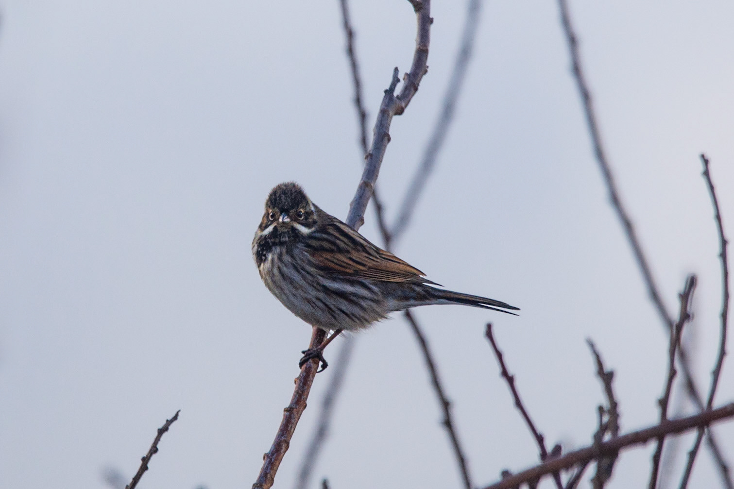 Reed Bunting