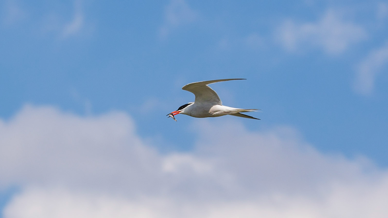 Common Tern