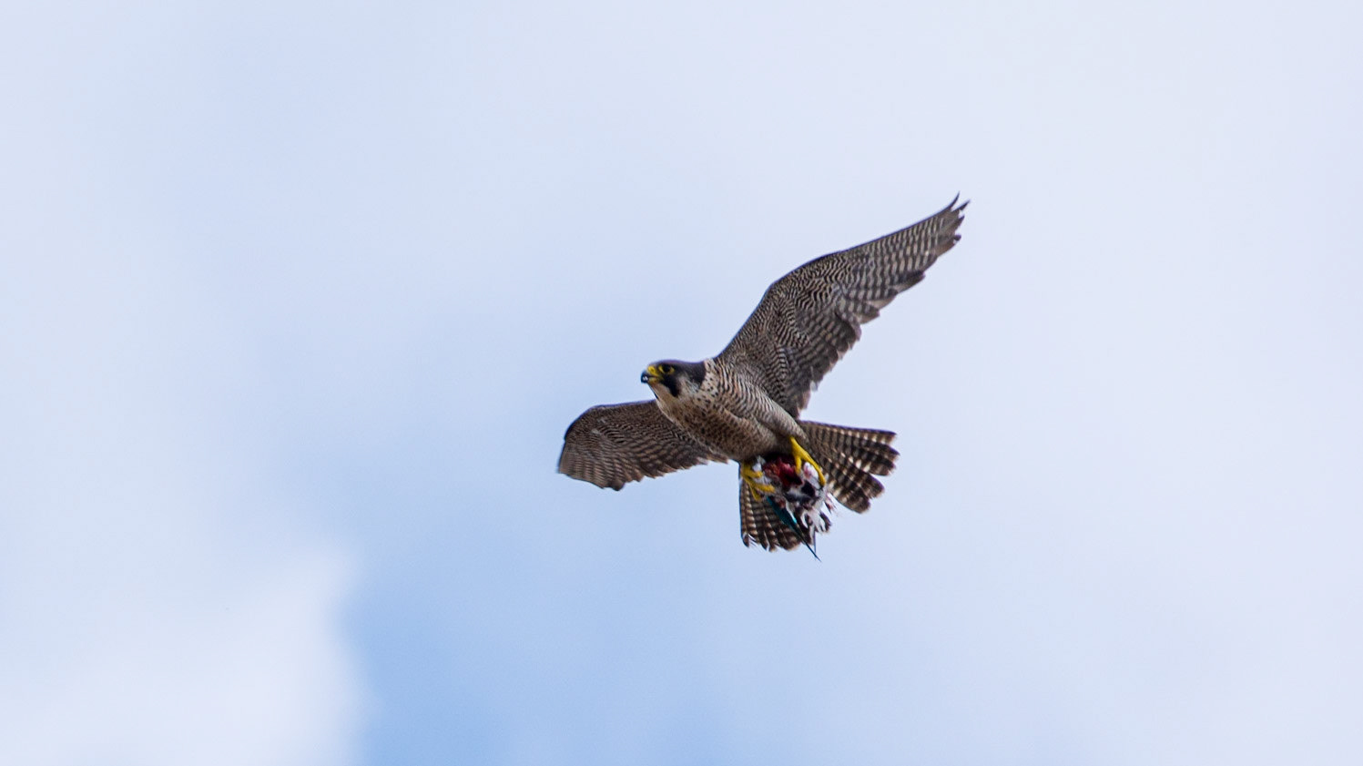 Peregrine