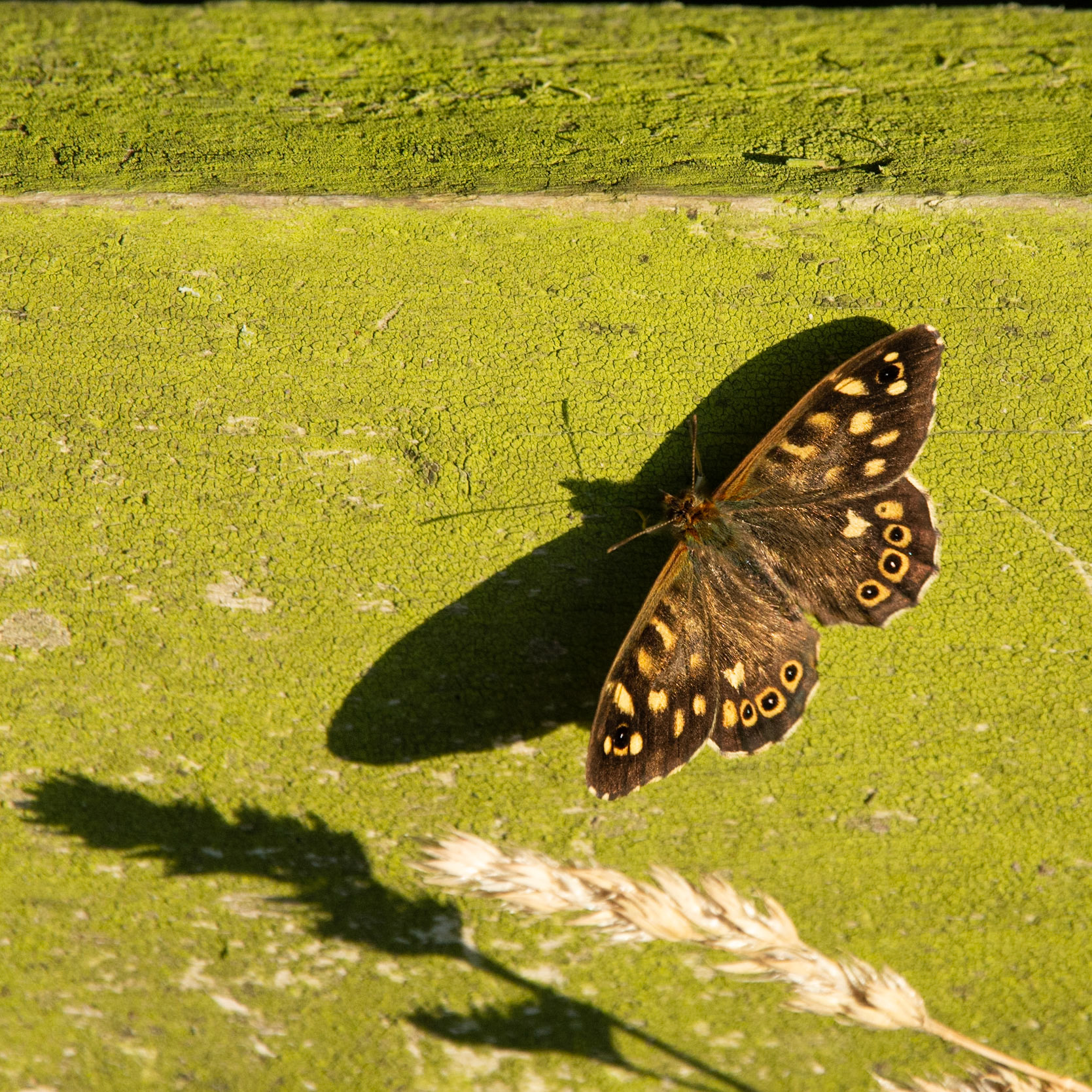 Churn Clough butterfly