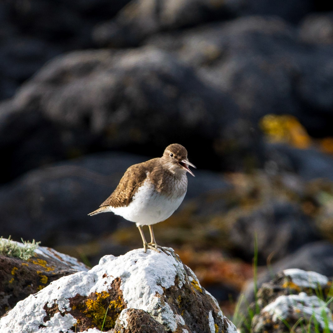 Common Sandpiper