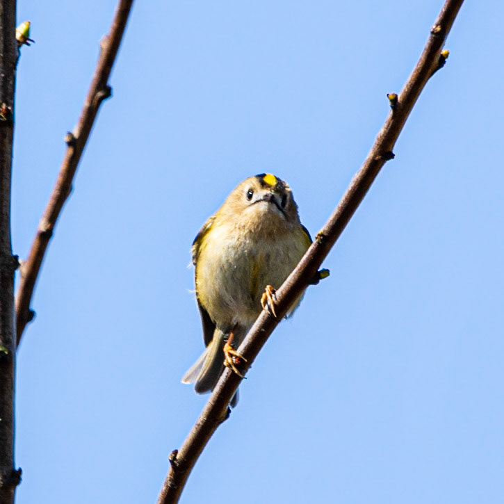Goldcrest
