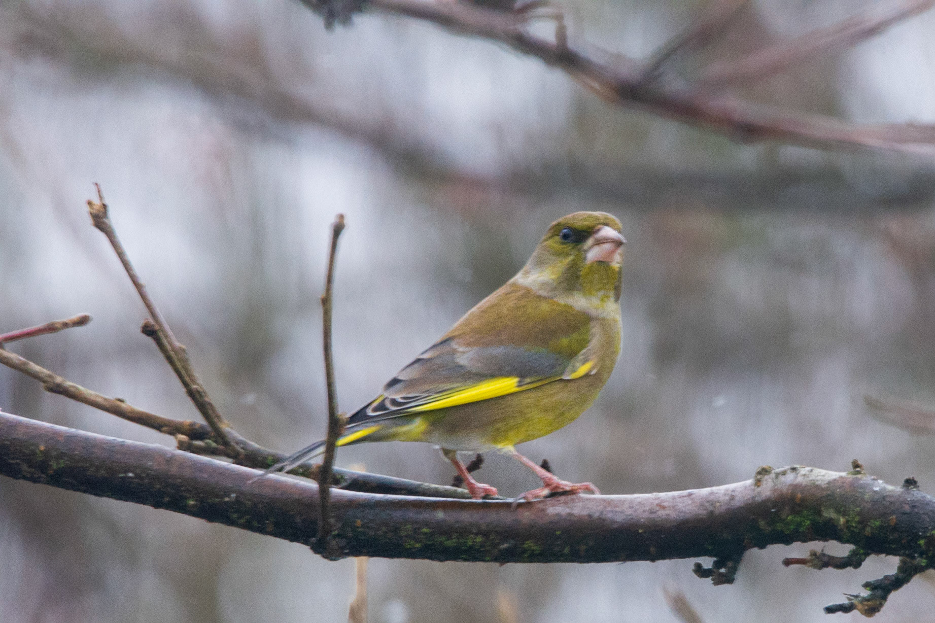 Greenfinch