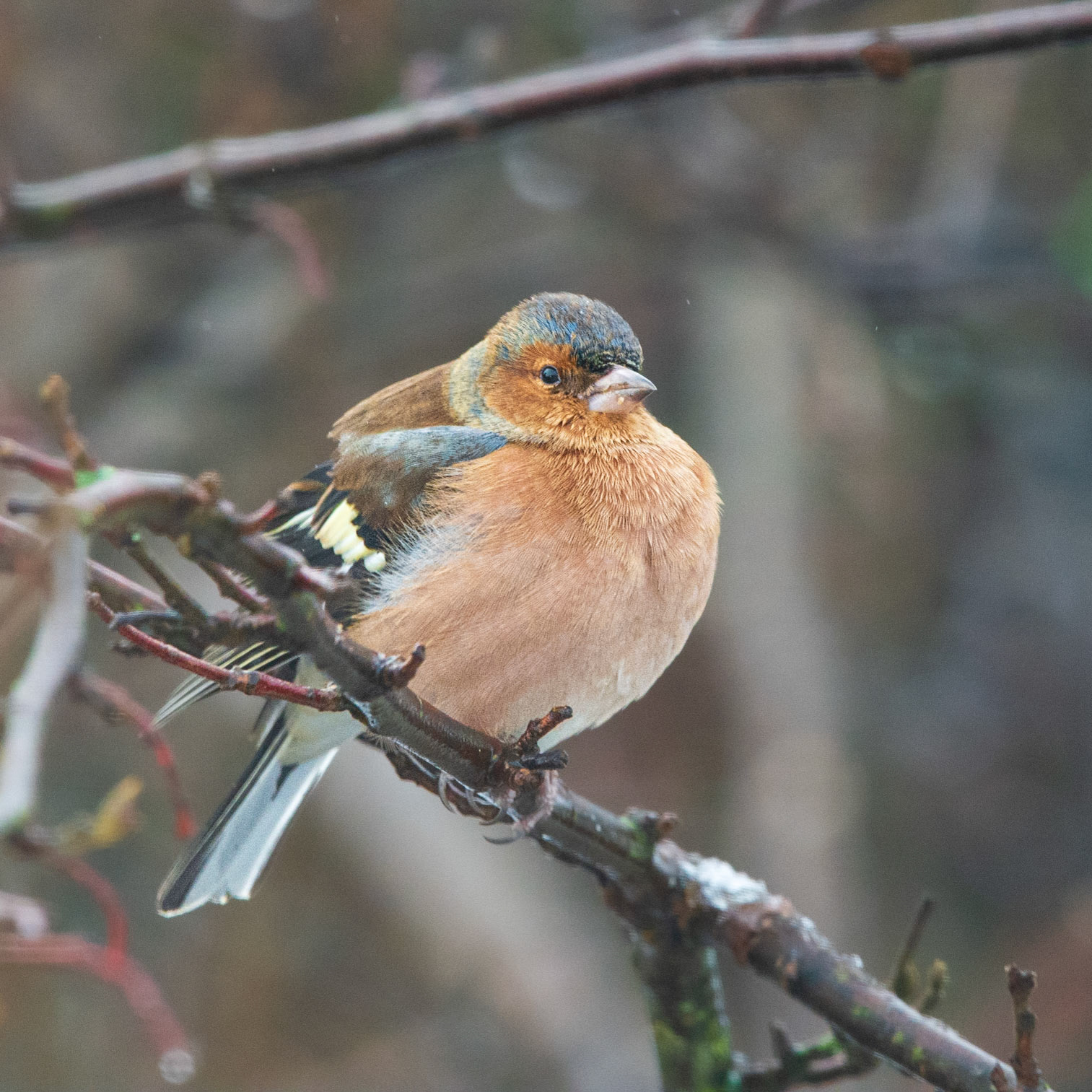 Chaffinch