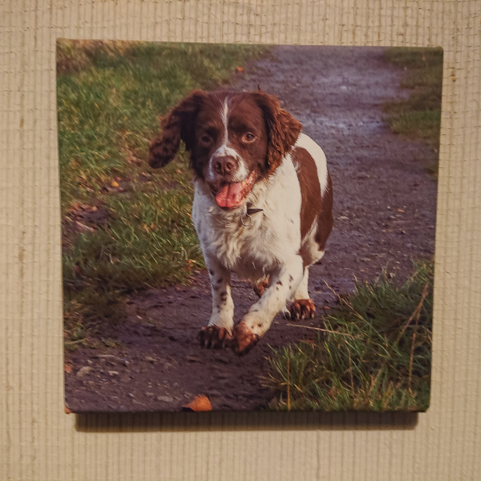 Canvas - CAN010 - Charlie