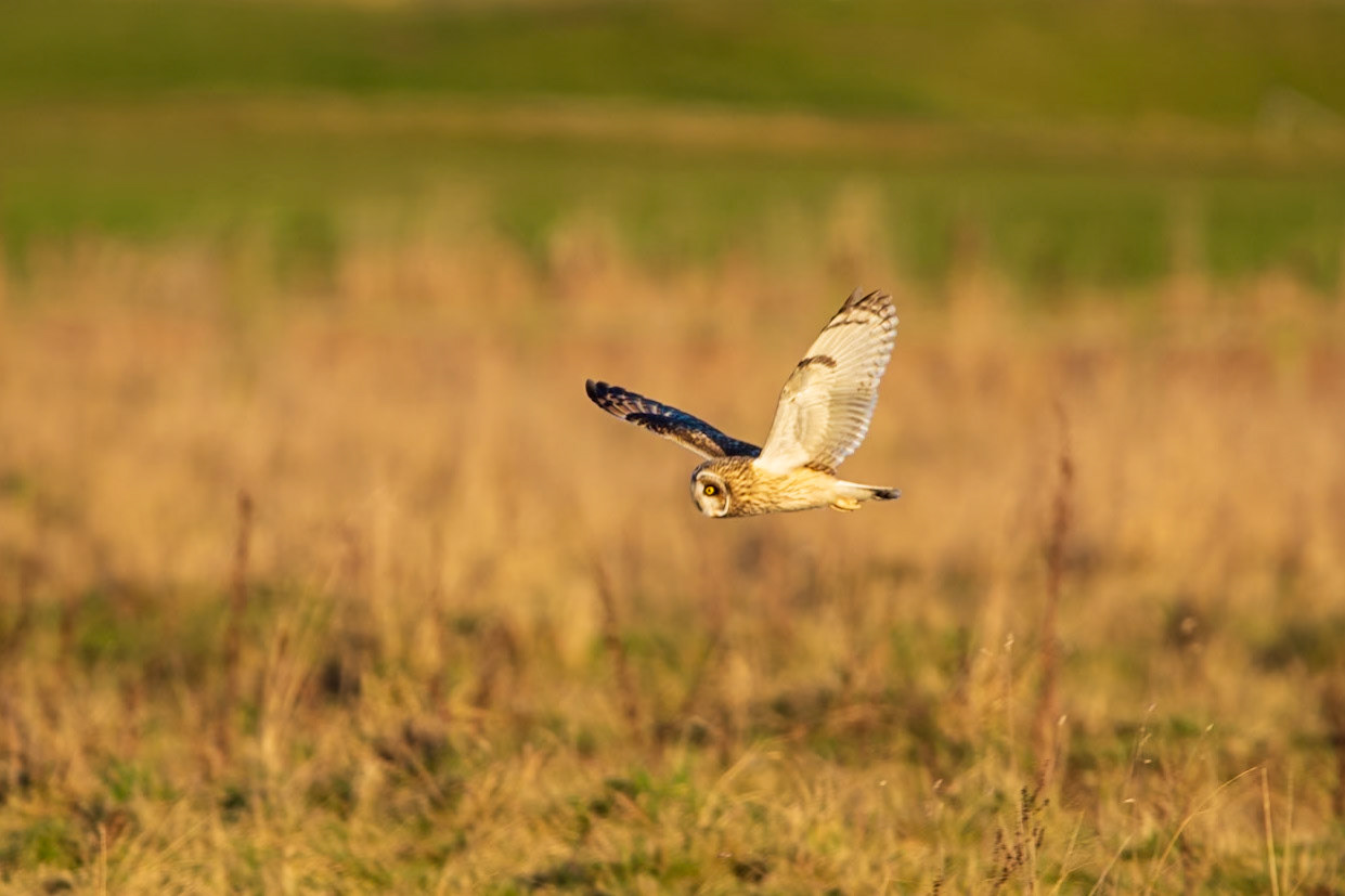 Short Eared Owl