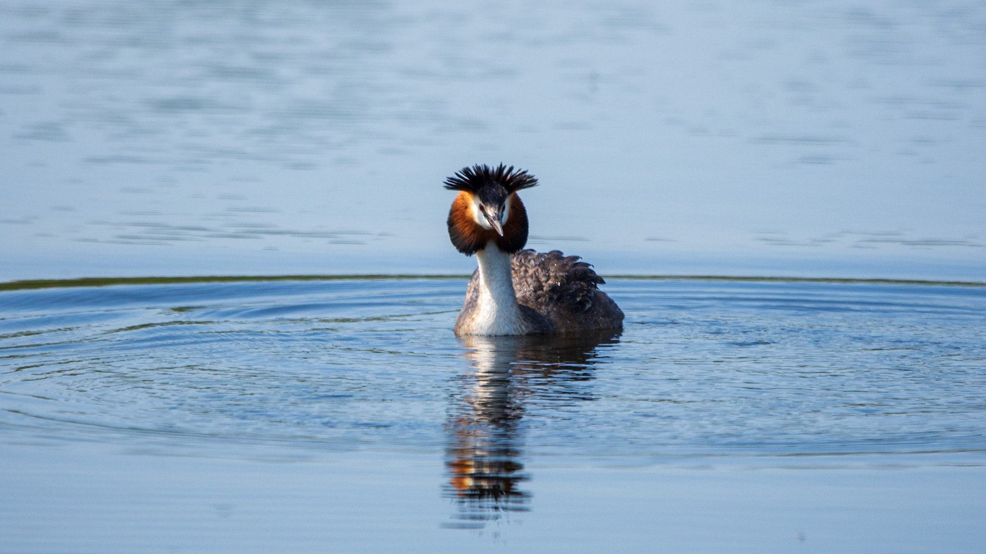Great crested Grebe